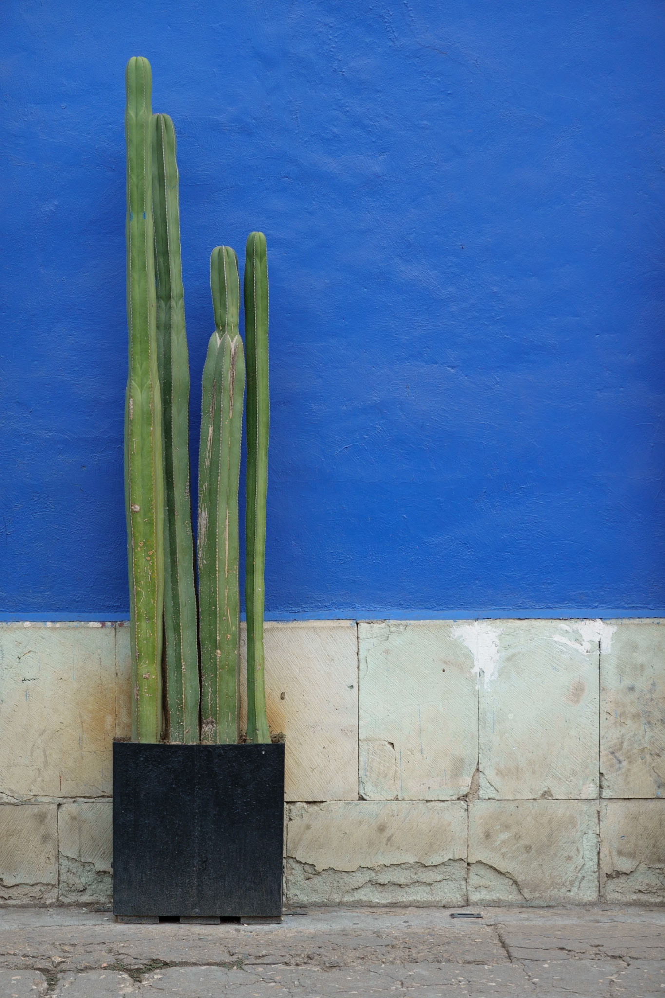 Cactus, Oaxaca