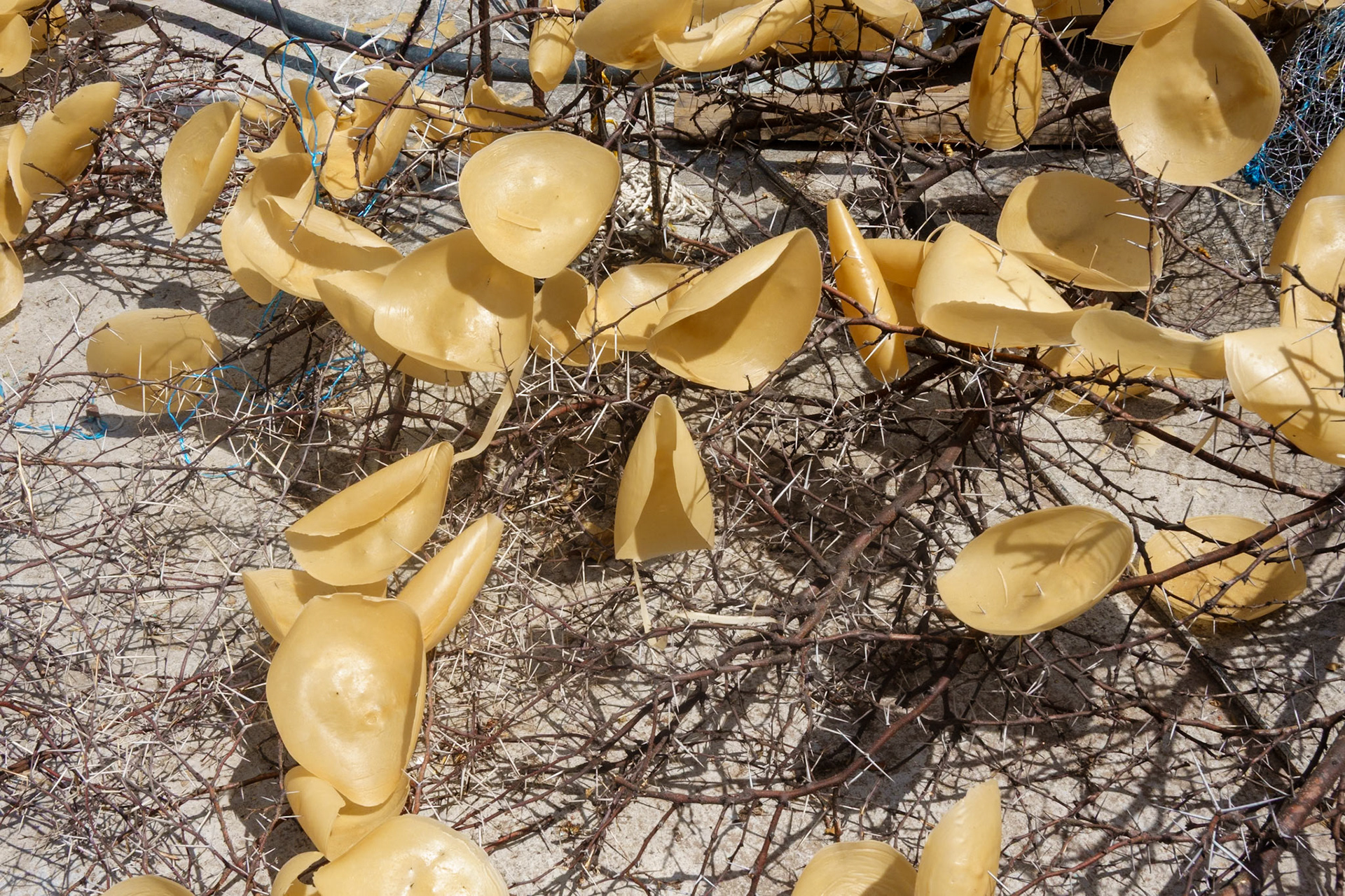 Bee's wax for candles drying in the sun near Oaxaca