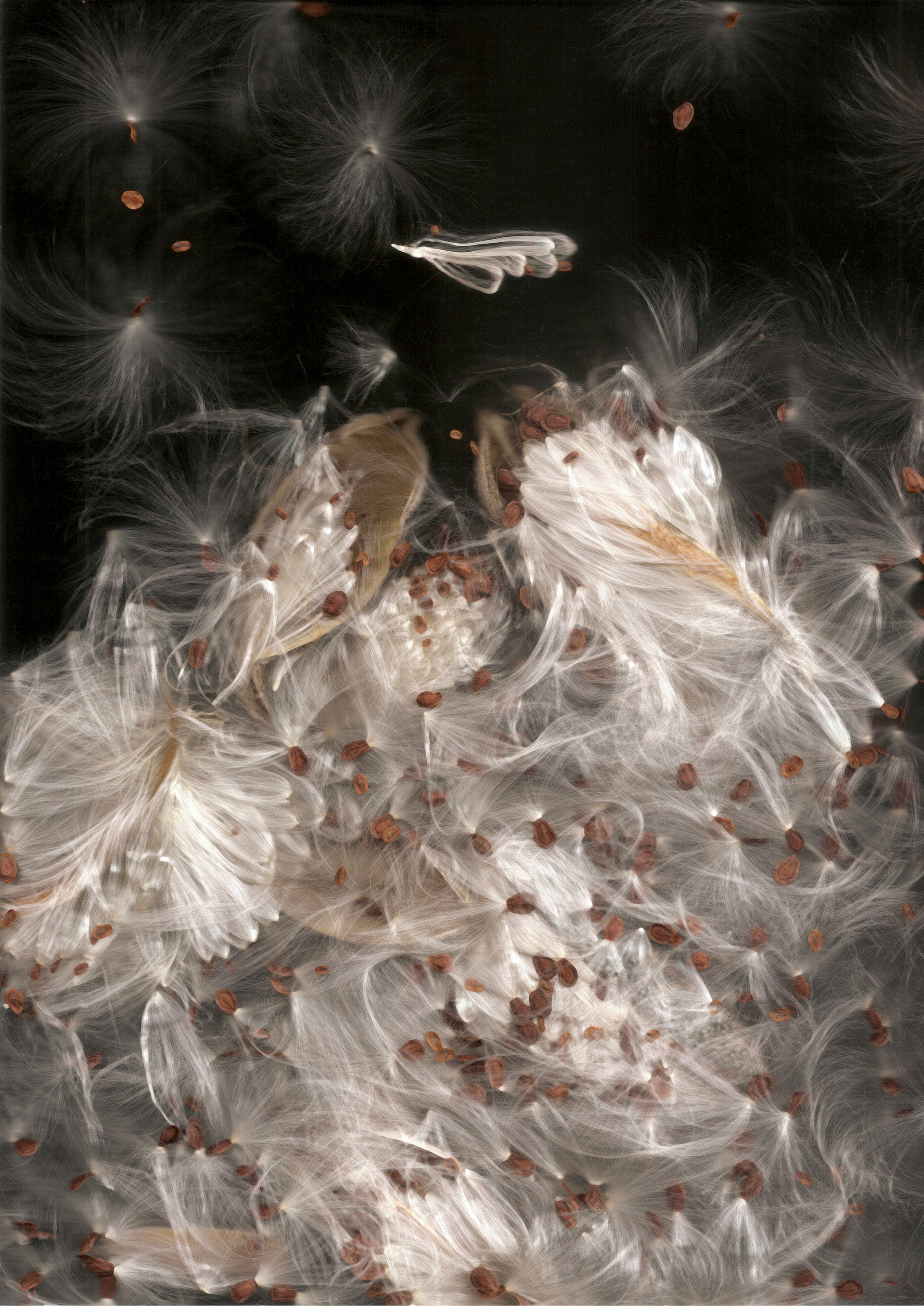 Milkweed