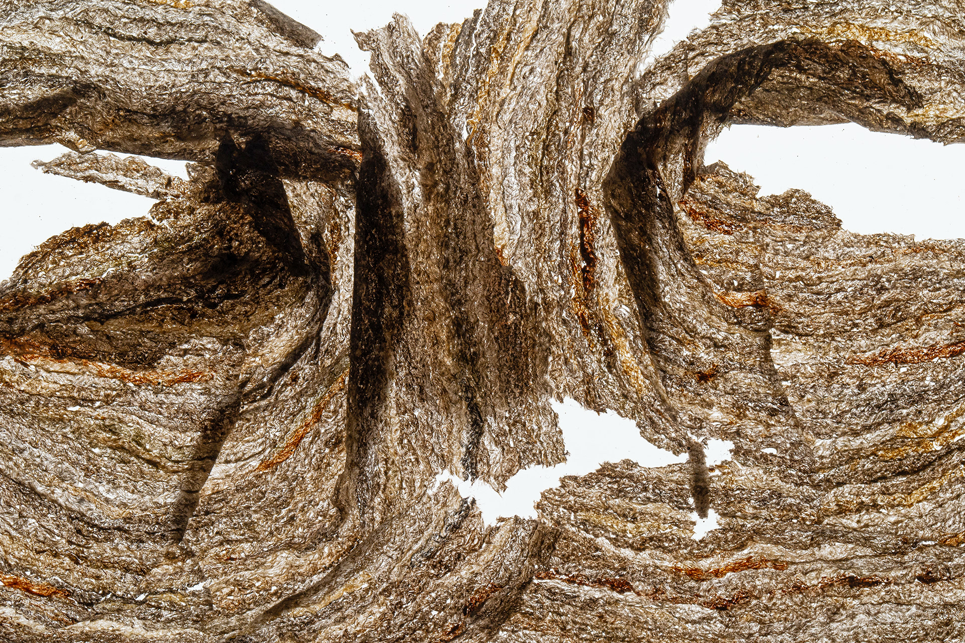 Deconstructed Paper Wasp Nest