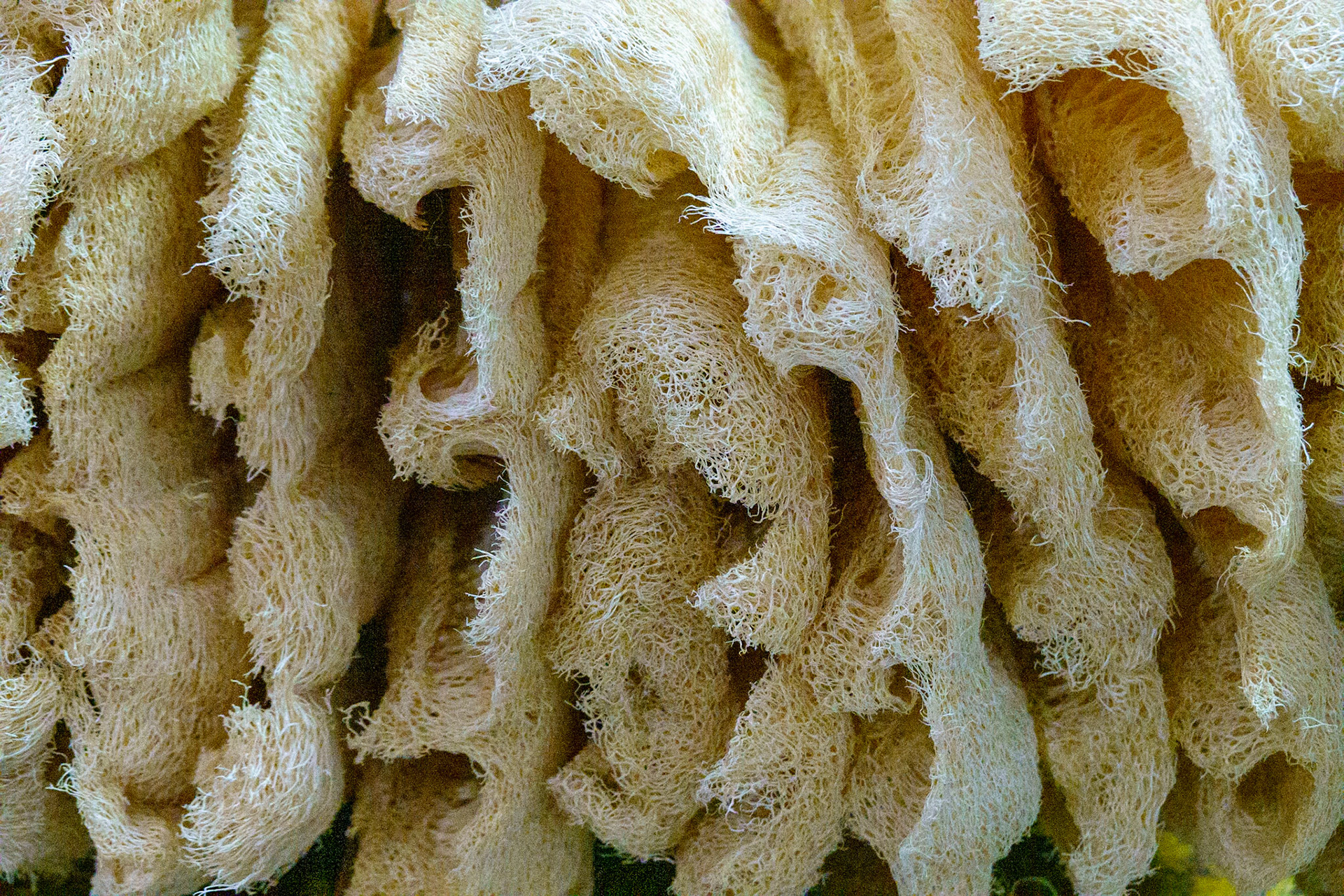 Luffa sponges in Oaxaca market