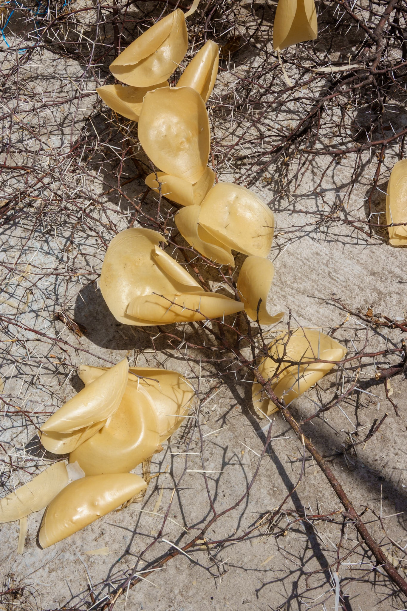 Bee's wax for candles drying in the sun near Oaxaca