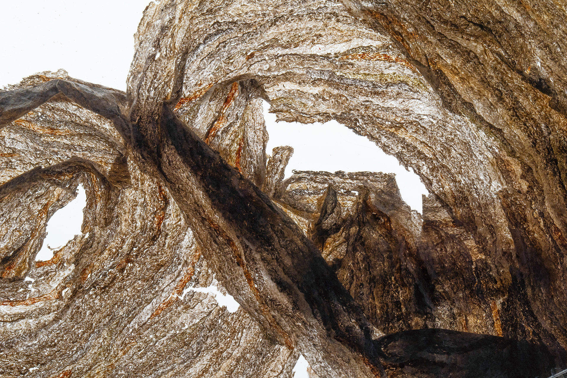 Deconstructed Paper Wasp Nest