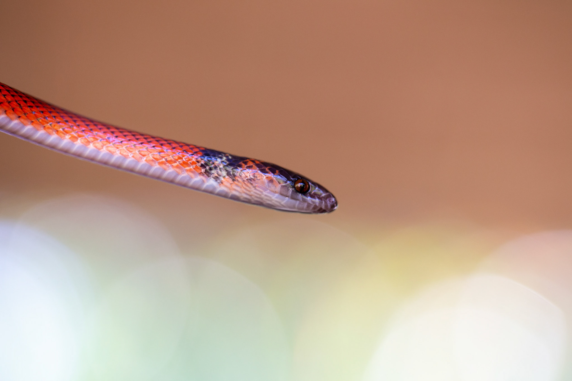 Calico snake in the Amazon