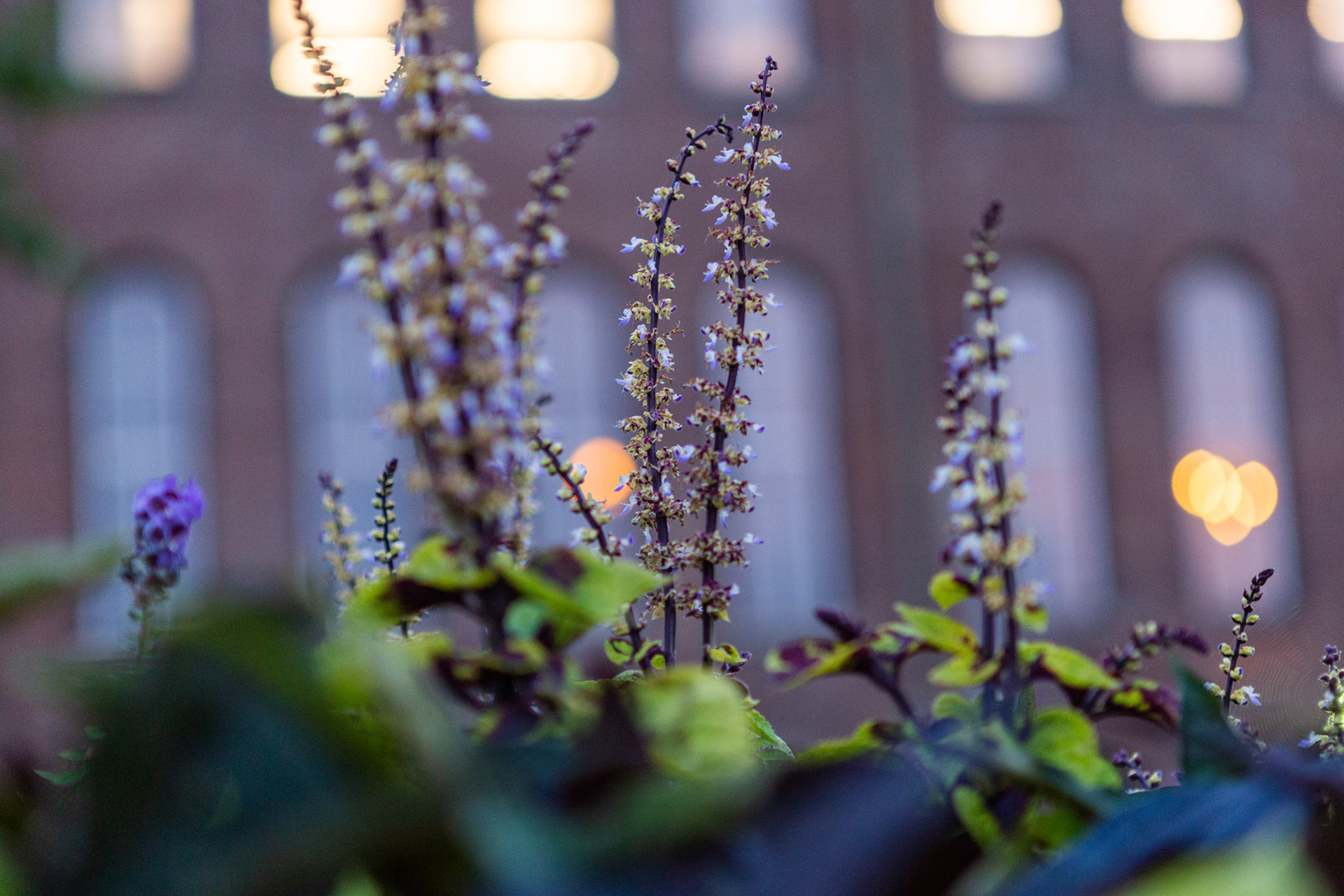 Buildings and flowers in Nashville, TN