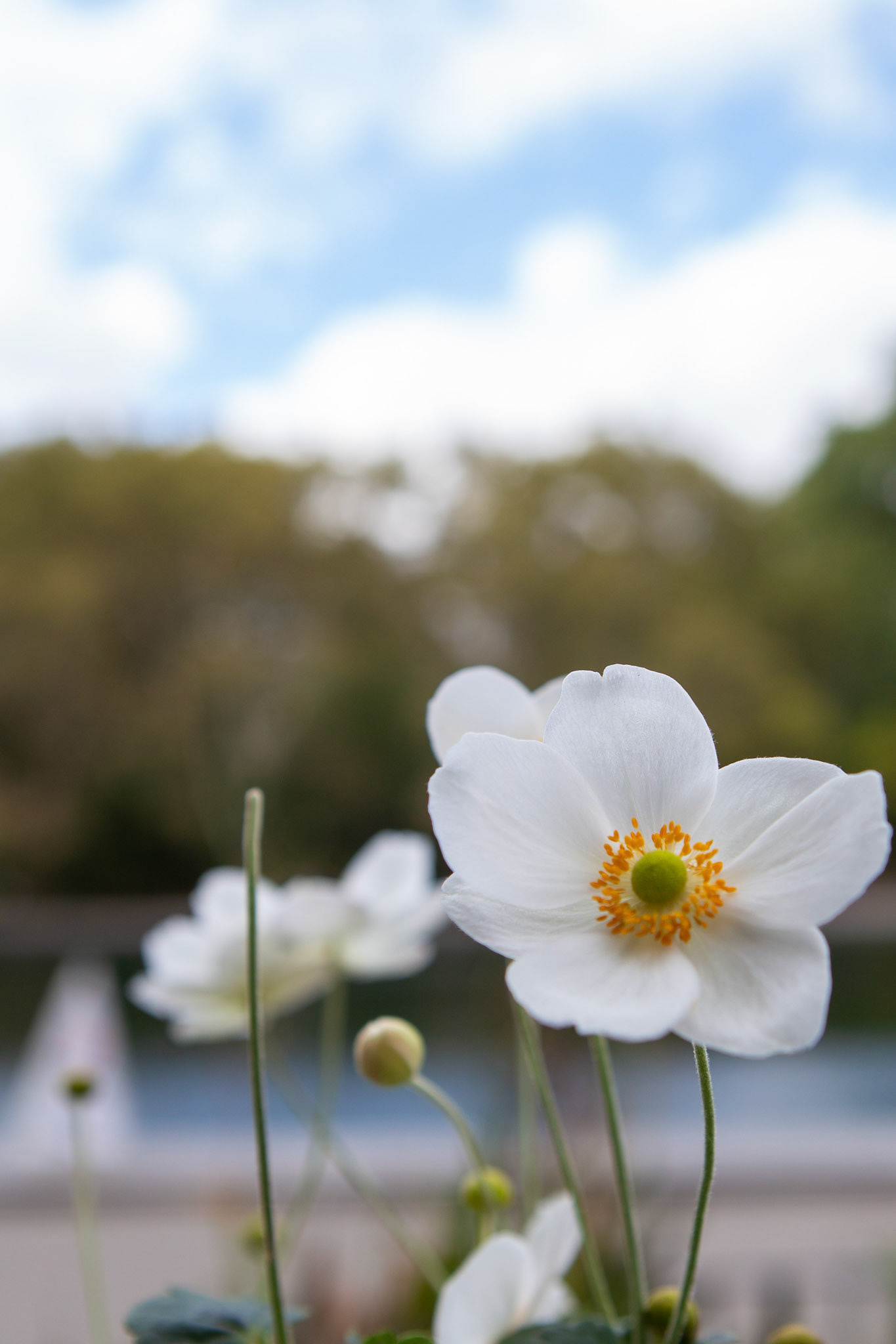White flowers at Central Park