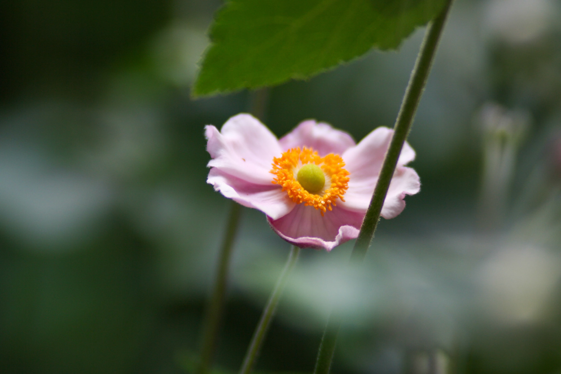 Single flower at Central Park