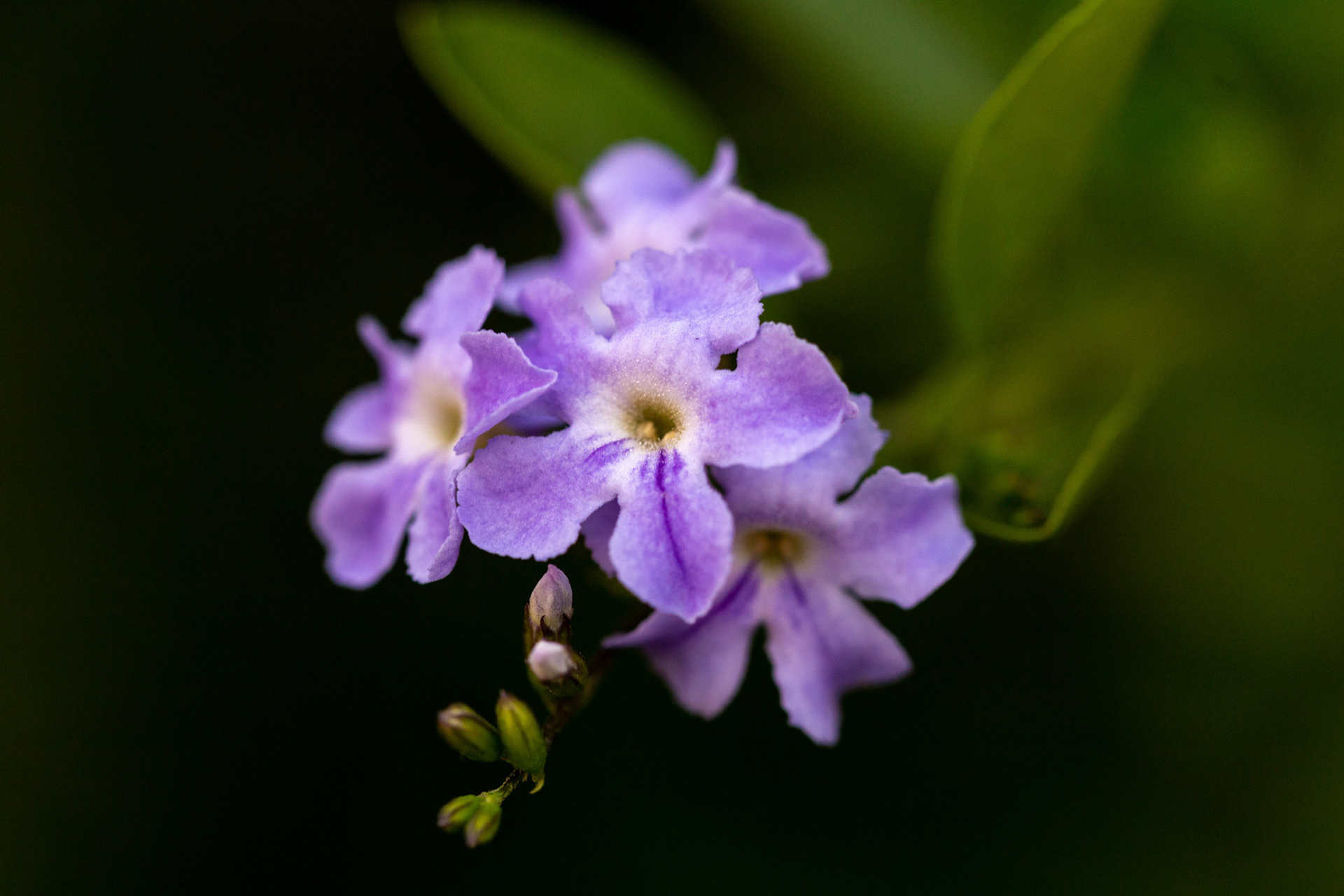 Purple summer flower in Miraflores
