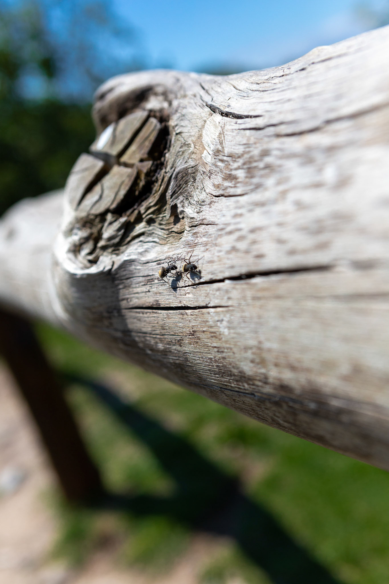 Ants of Buenos Aires