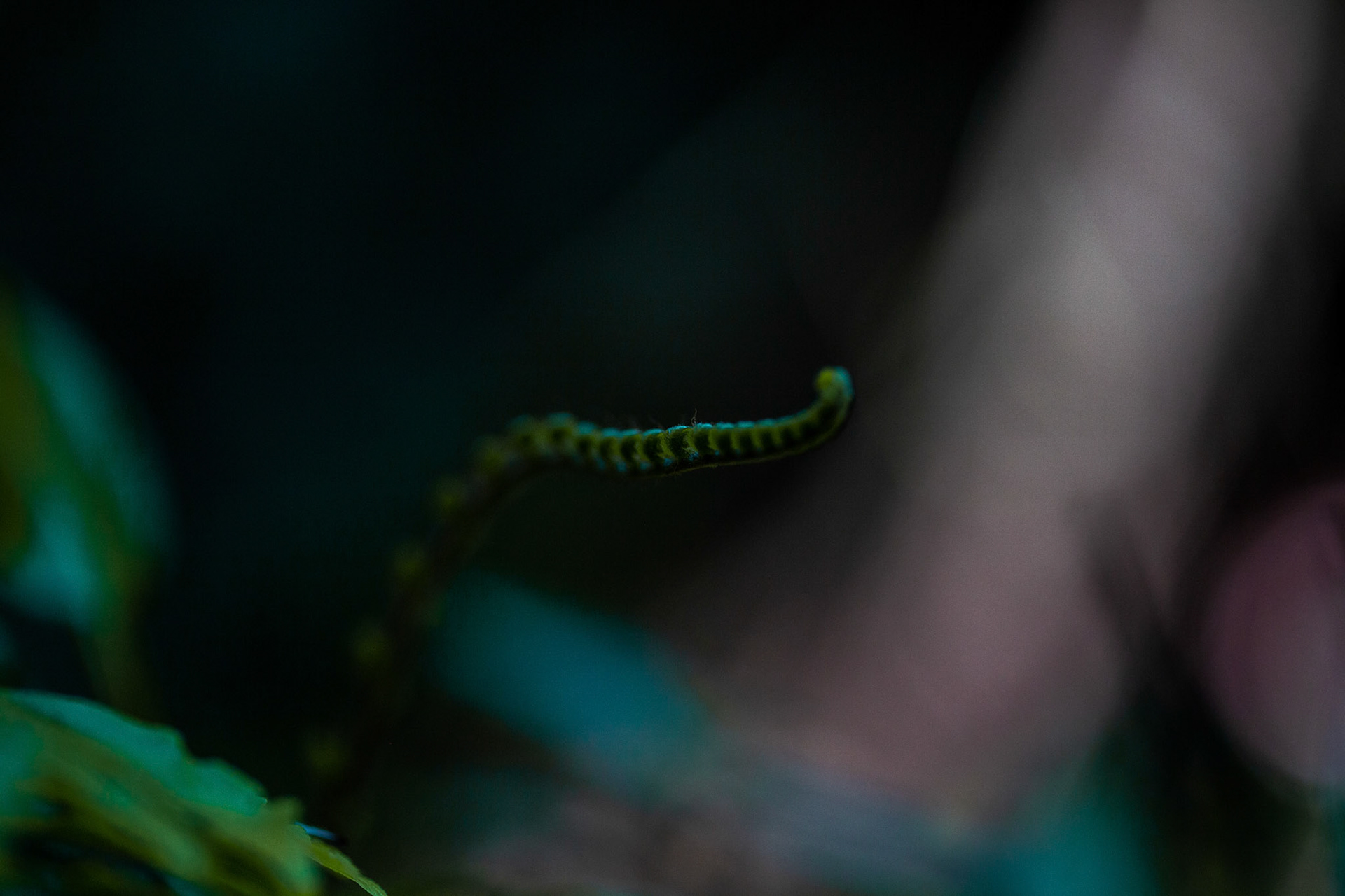 Green cacoon in the Amazon
