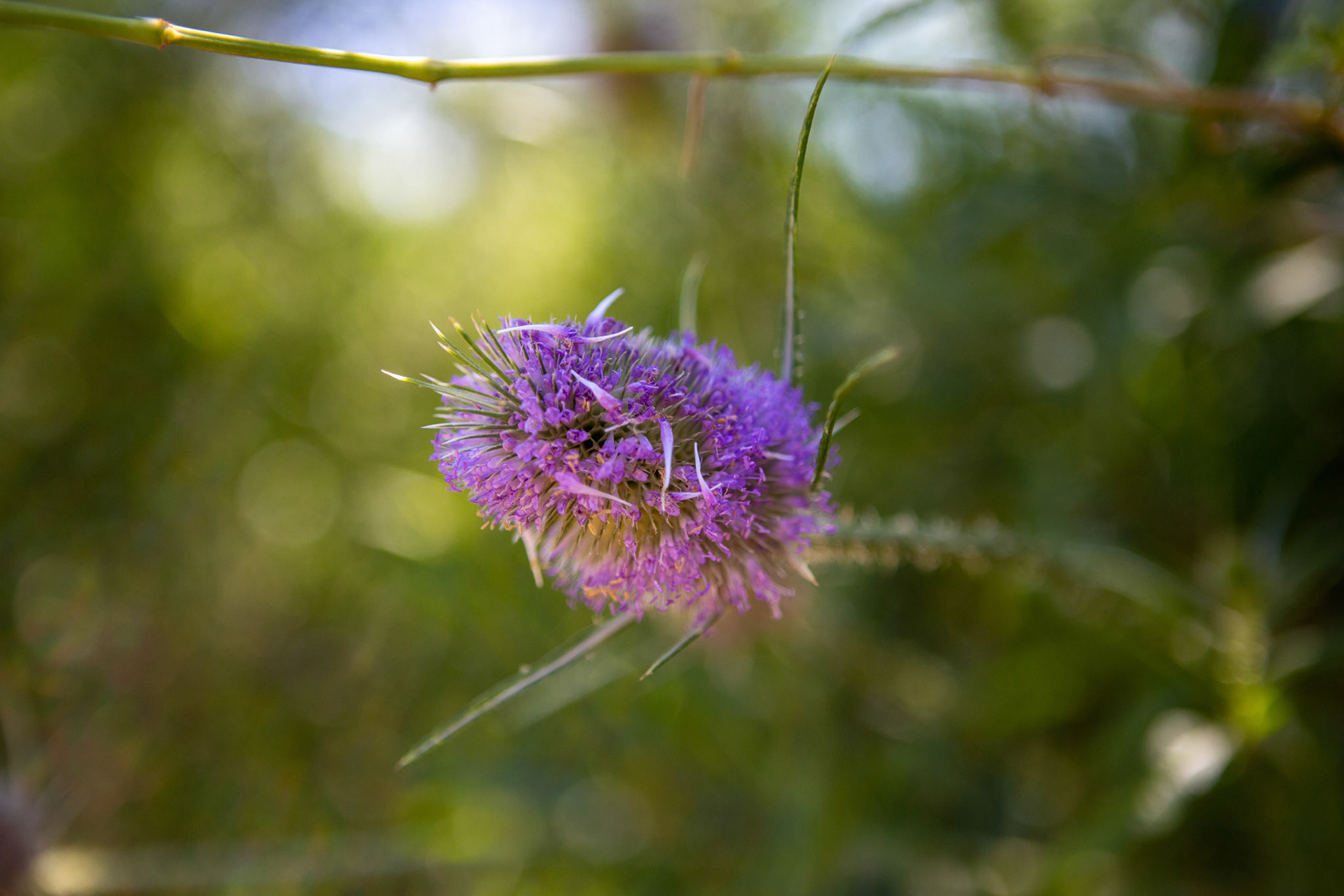 Button in the green in Buenos Aires