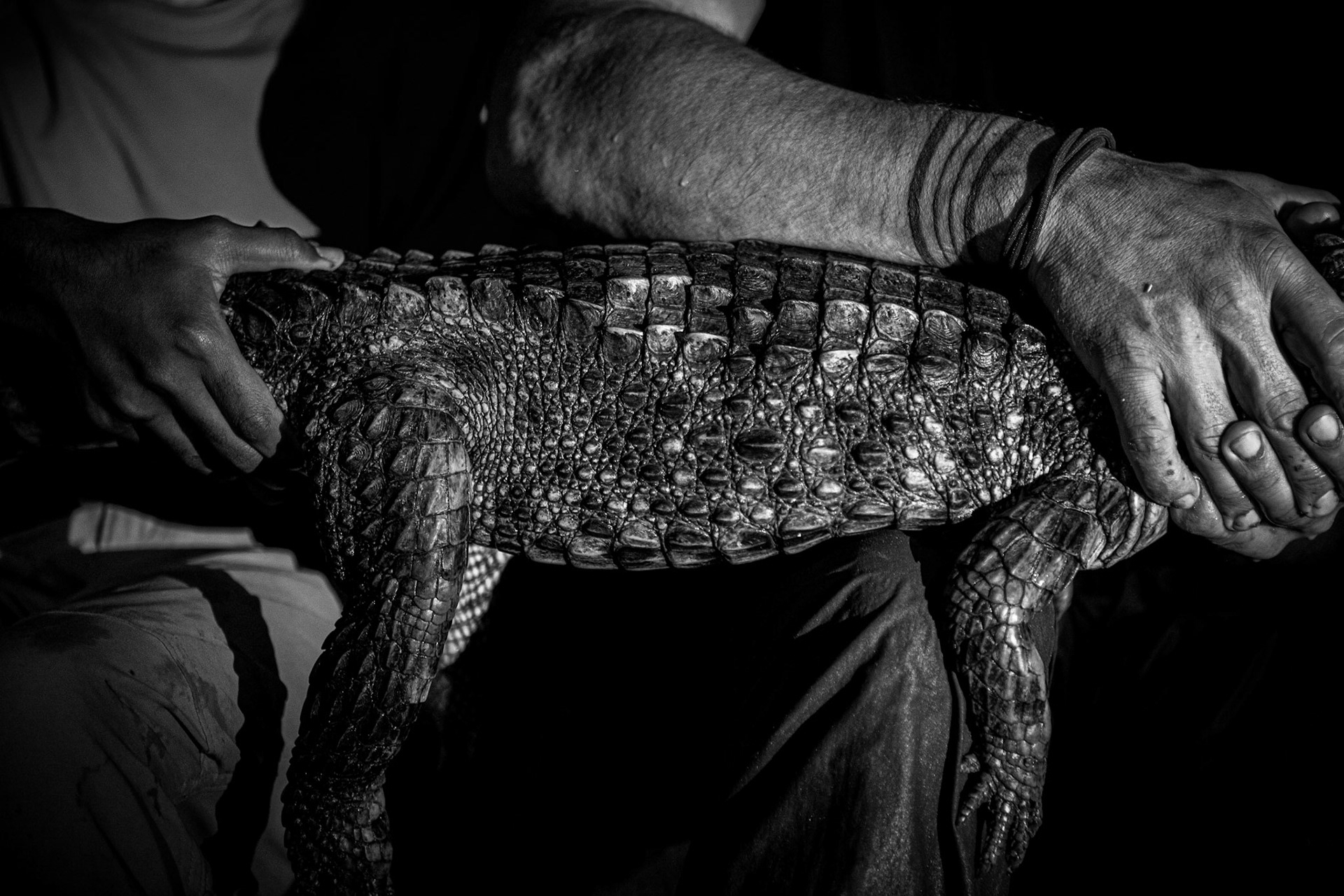 Caiman at the Amazon