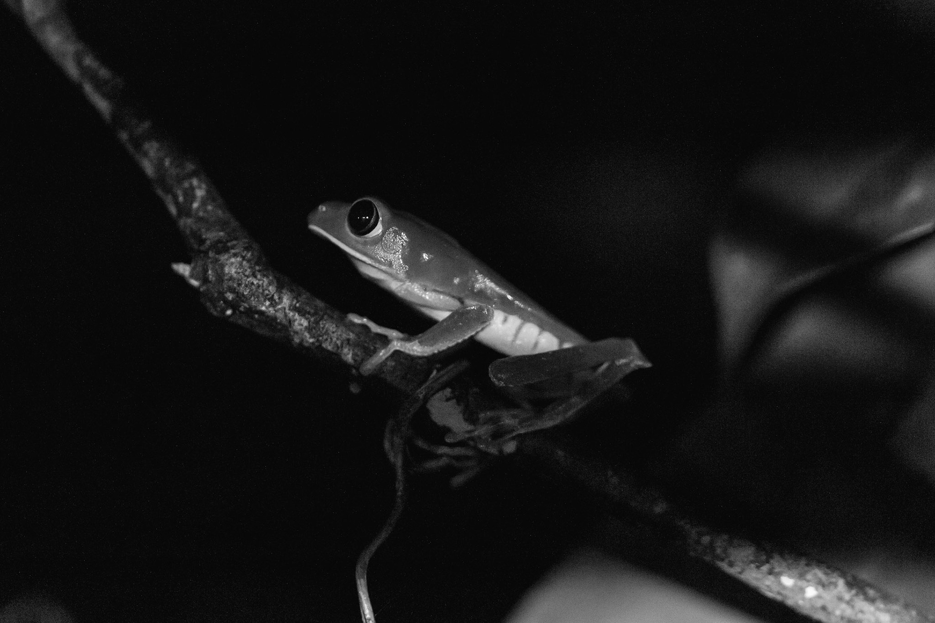 Leaf Frog at night