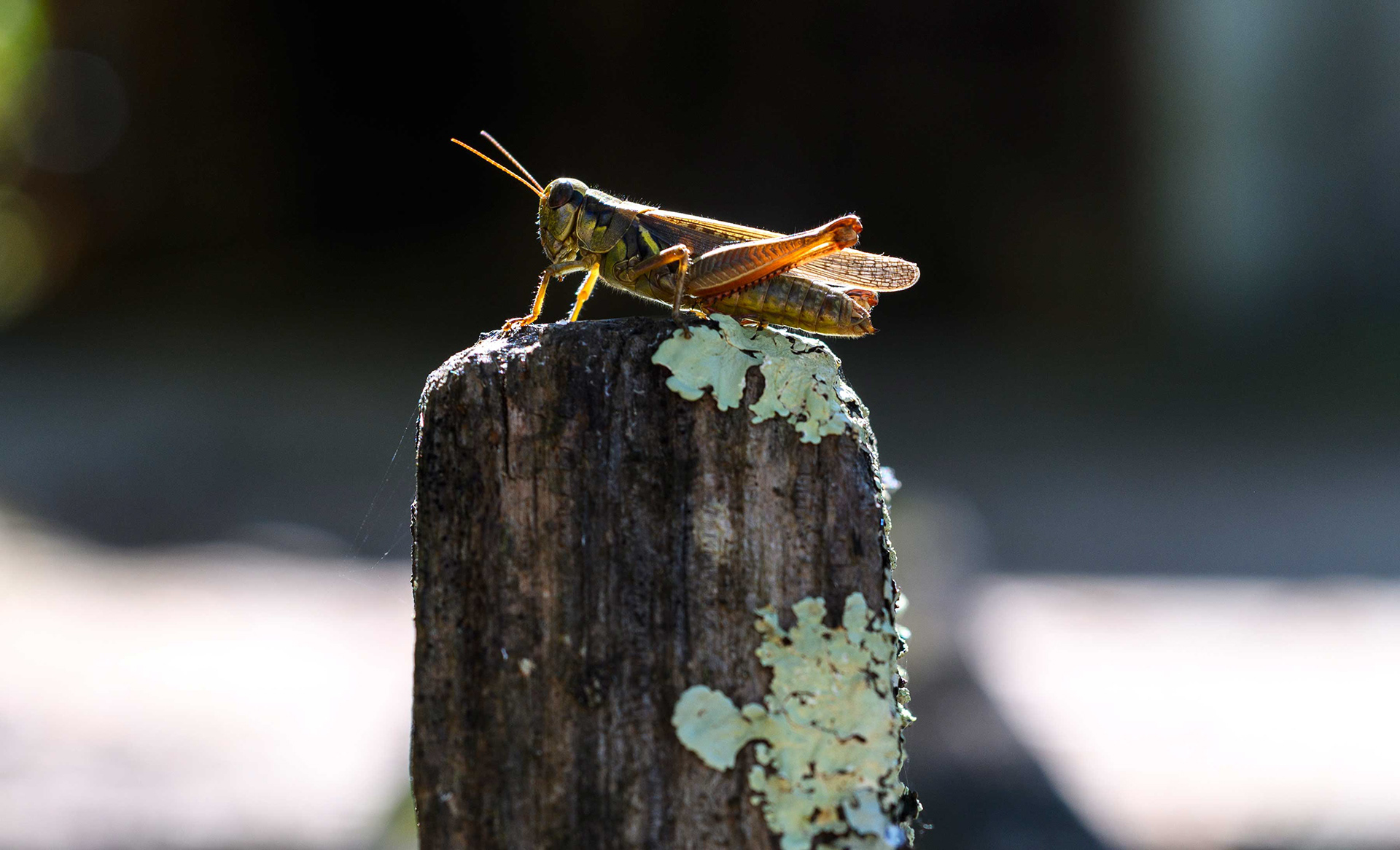 A grasshopper rests on a post.