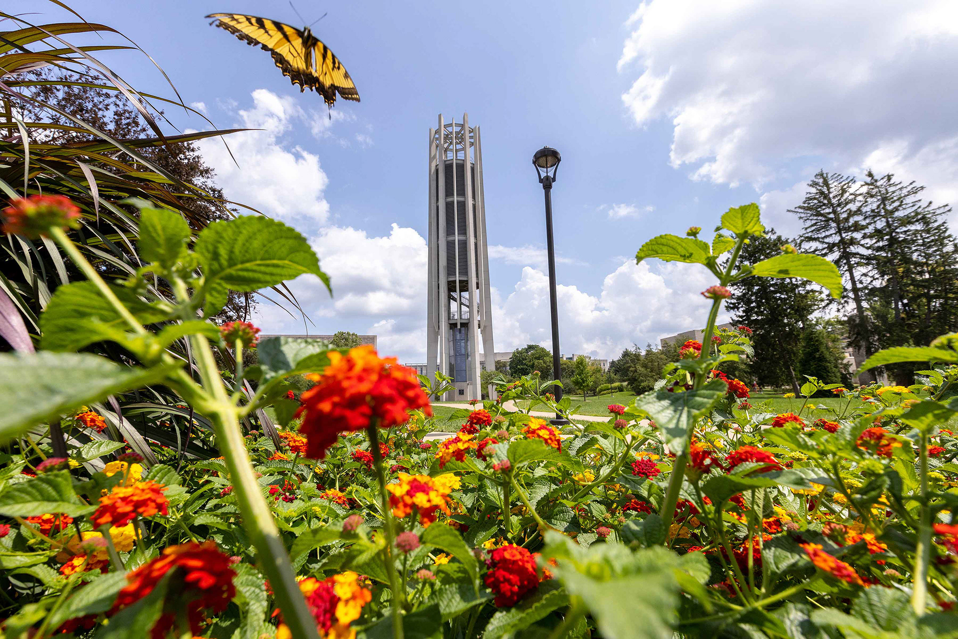 Eastern Tiger Swallowtail butterfly hovers above IU's arboretum.