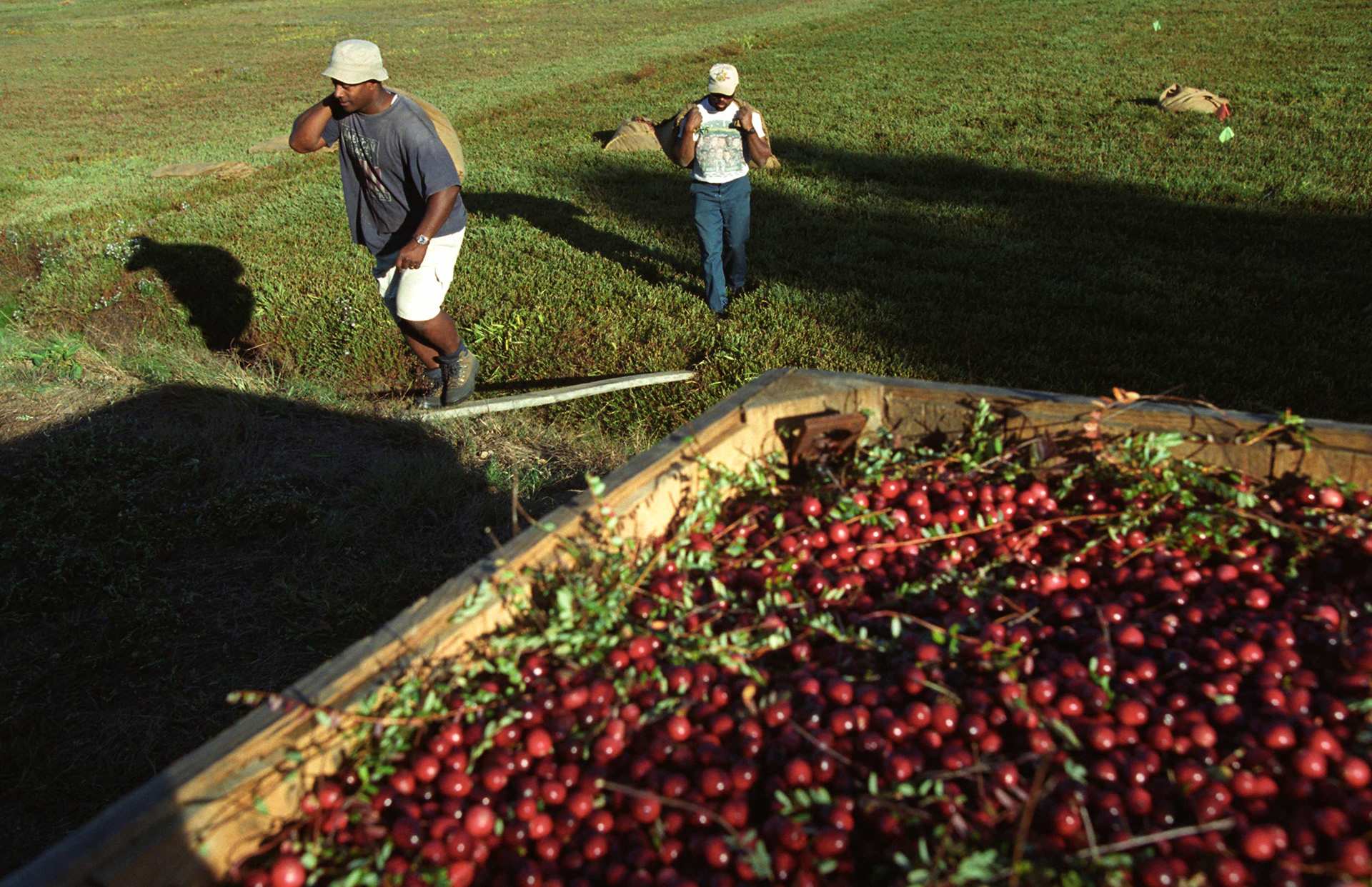 Cranberry harvesters.