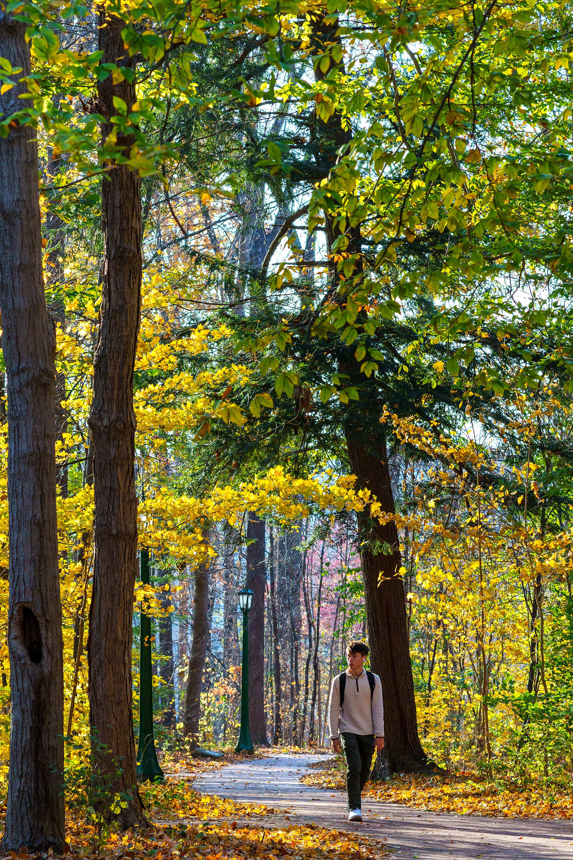 A walk through Dunn's Woods in the fall.