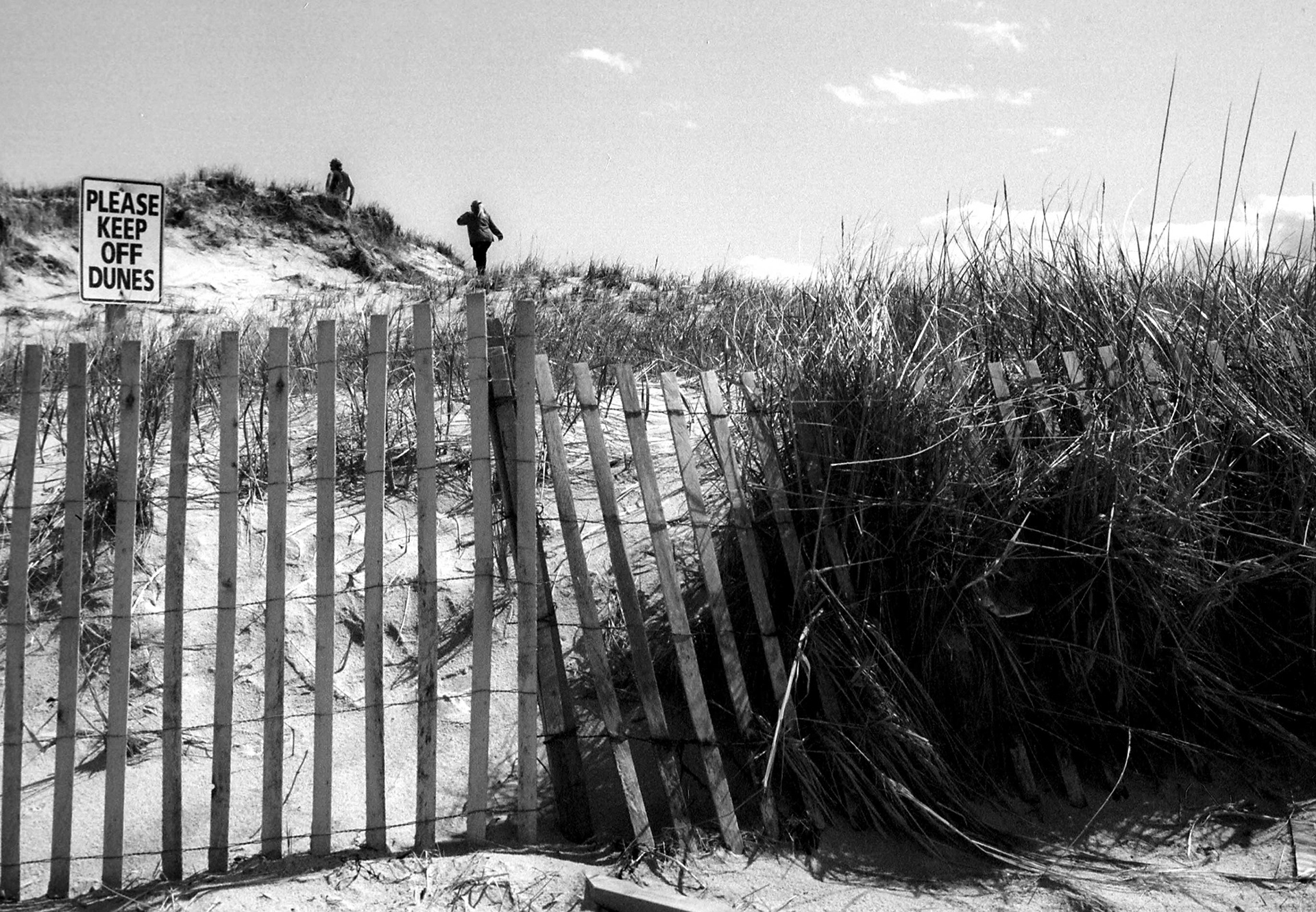Dunes of Cape Cod.