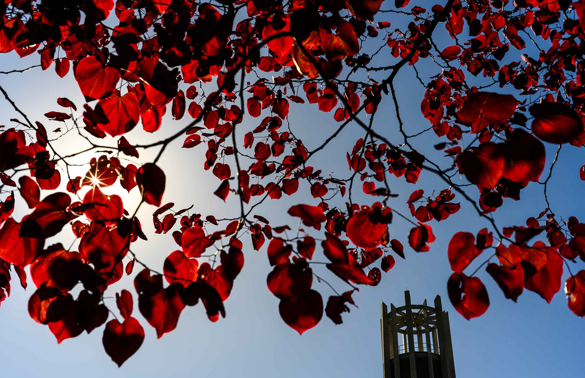 The sun sparkles through arboretum trees near the Metz Grand Carillon.