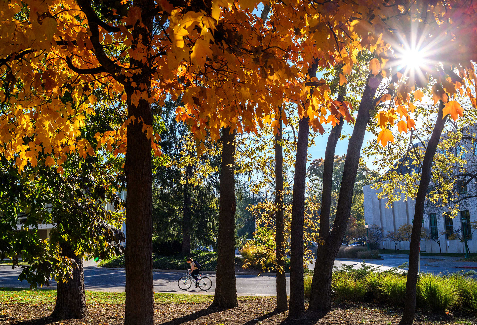 A cyclist climbs a hill amid the fall colors.