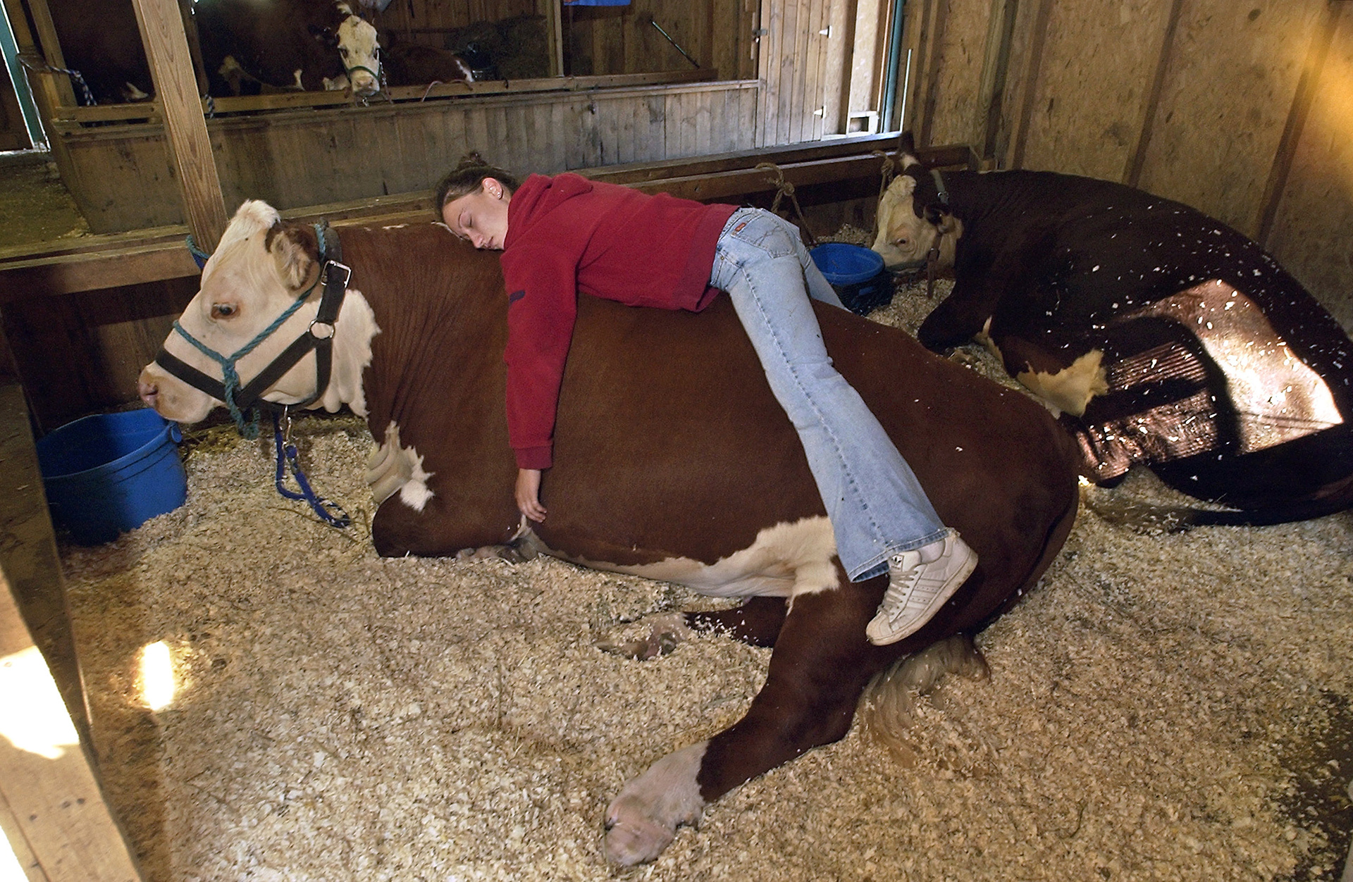 Kim Briggs finds time to catch a quick nap among the cattle at the Marshfield Fair.