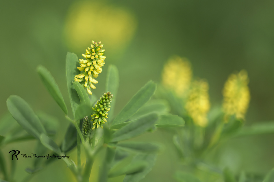 Amb la primavera, el groc confirma l'arribada de la llum.