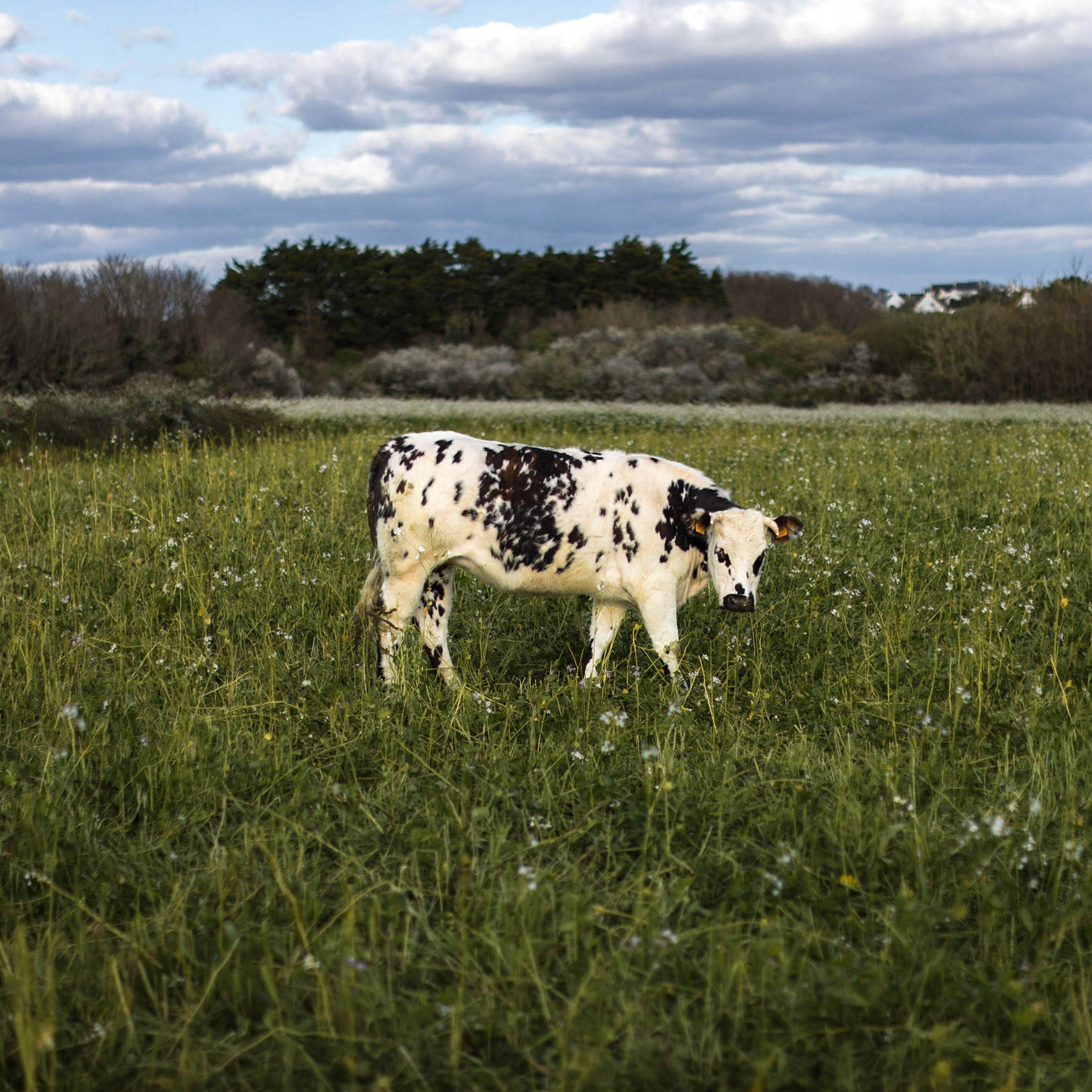 vache