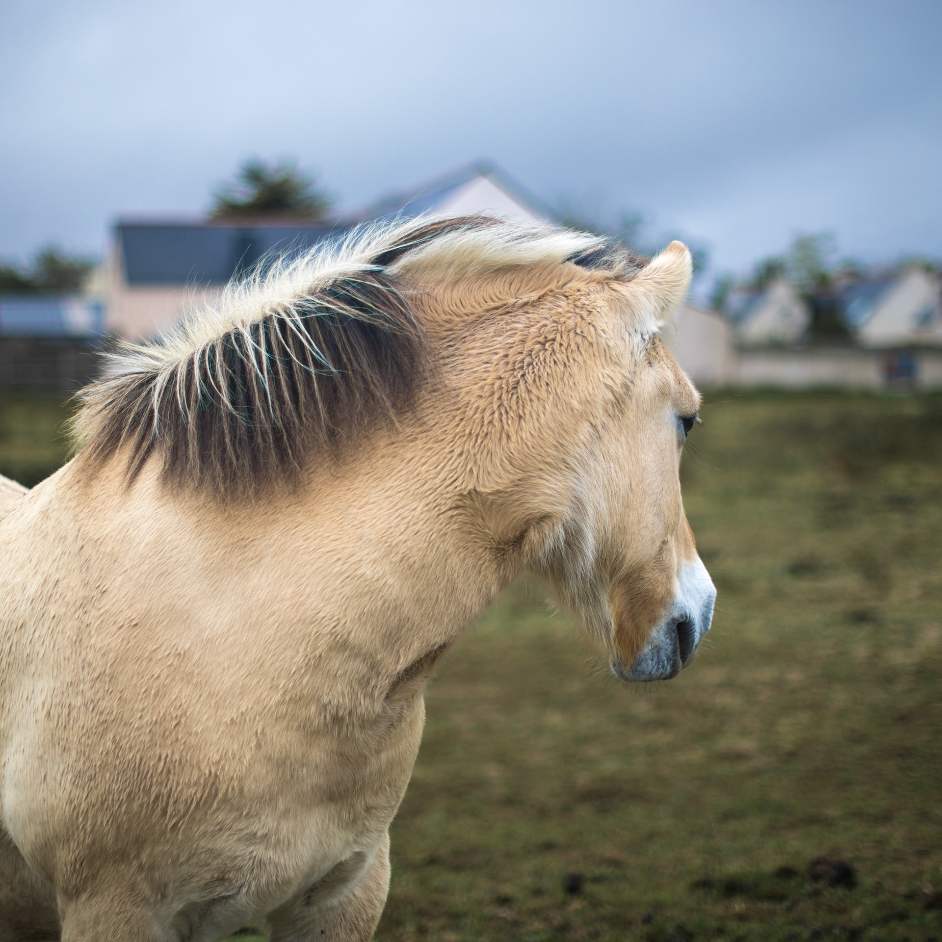 cheval