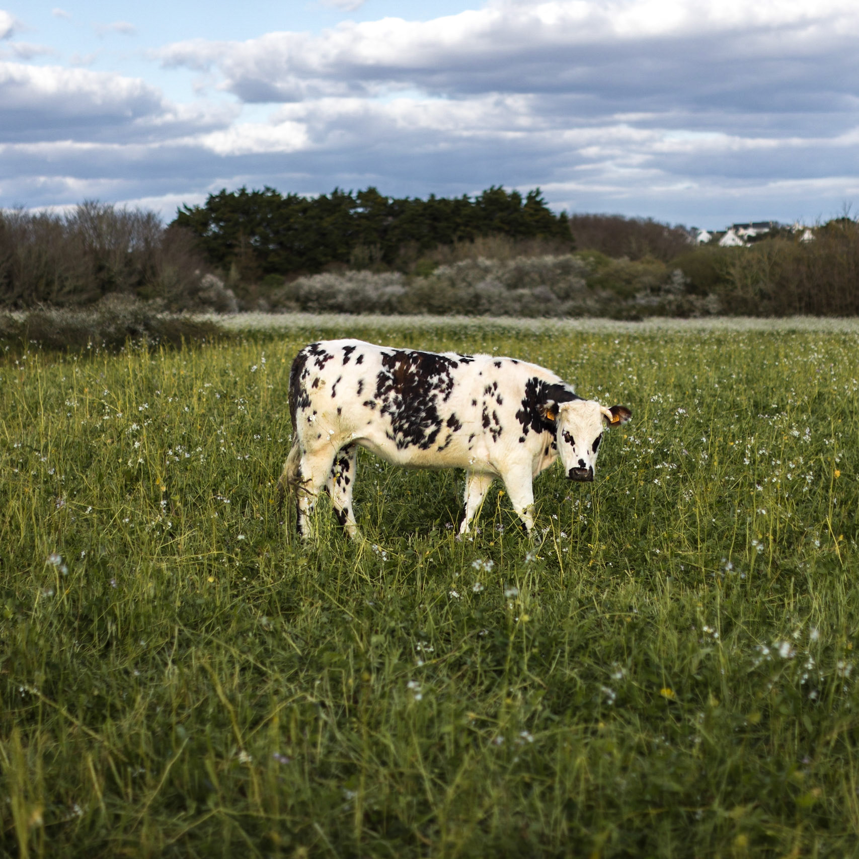 vache