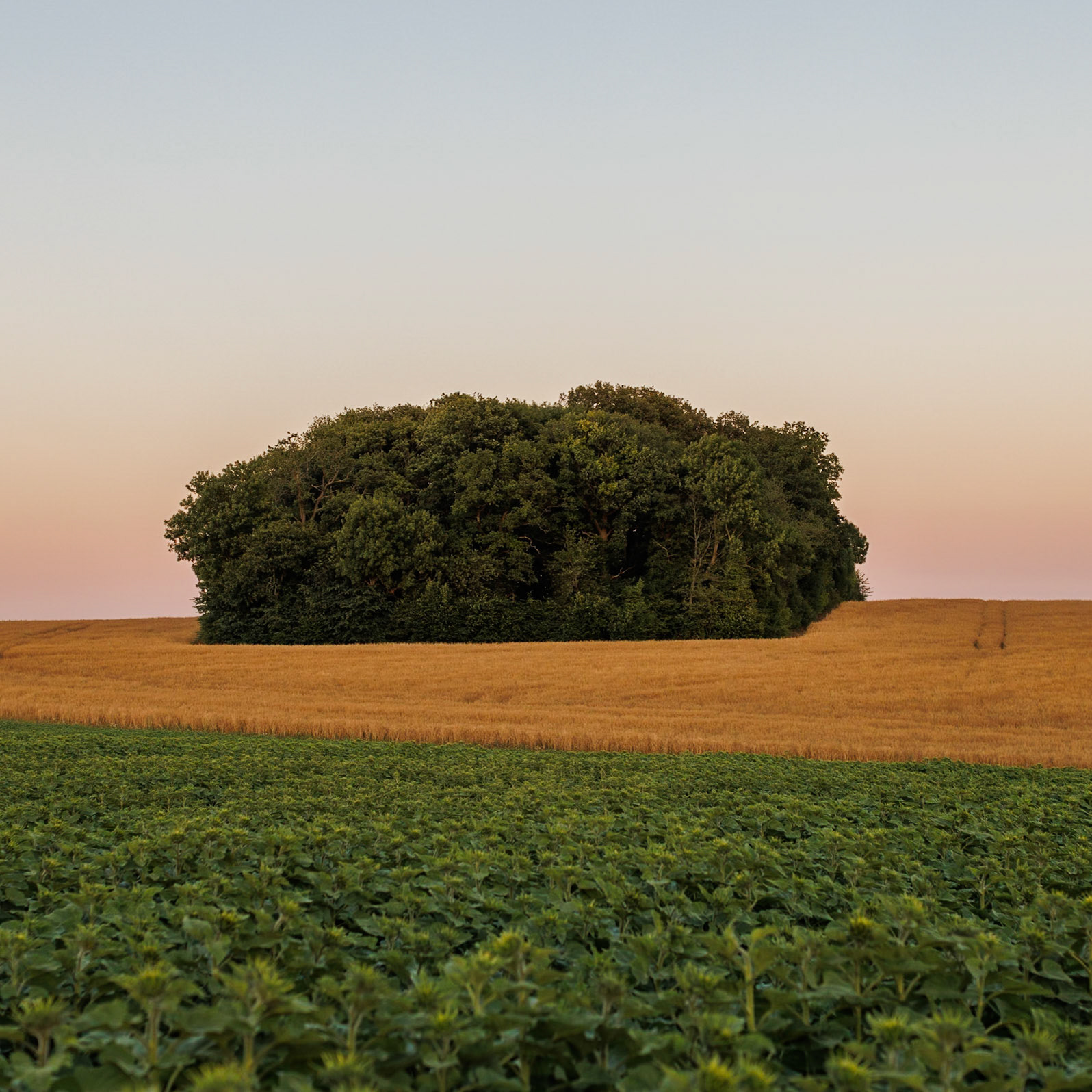 Petit bois au milieu des champs dans le Vexin Français