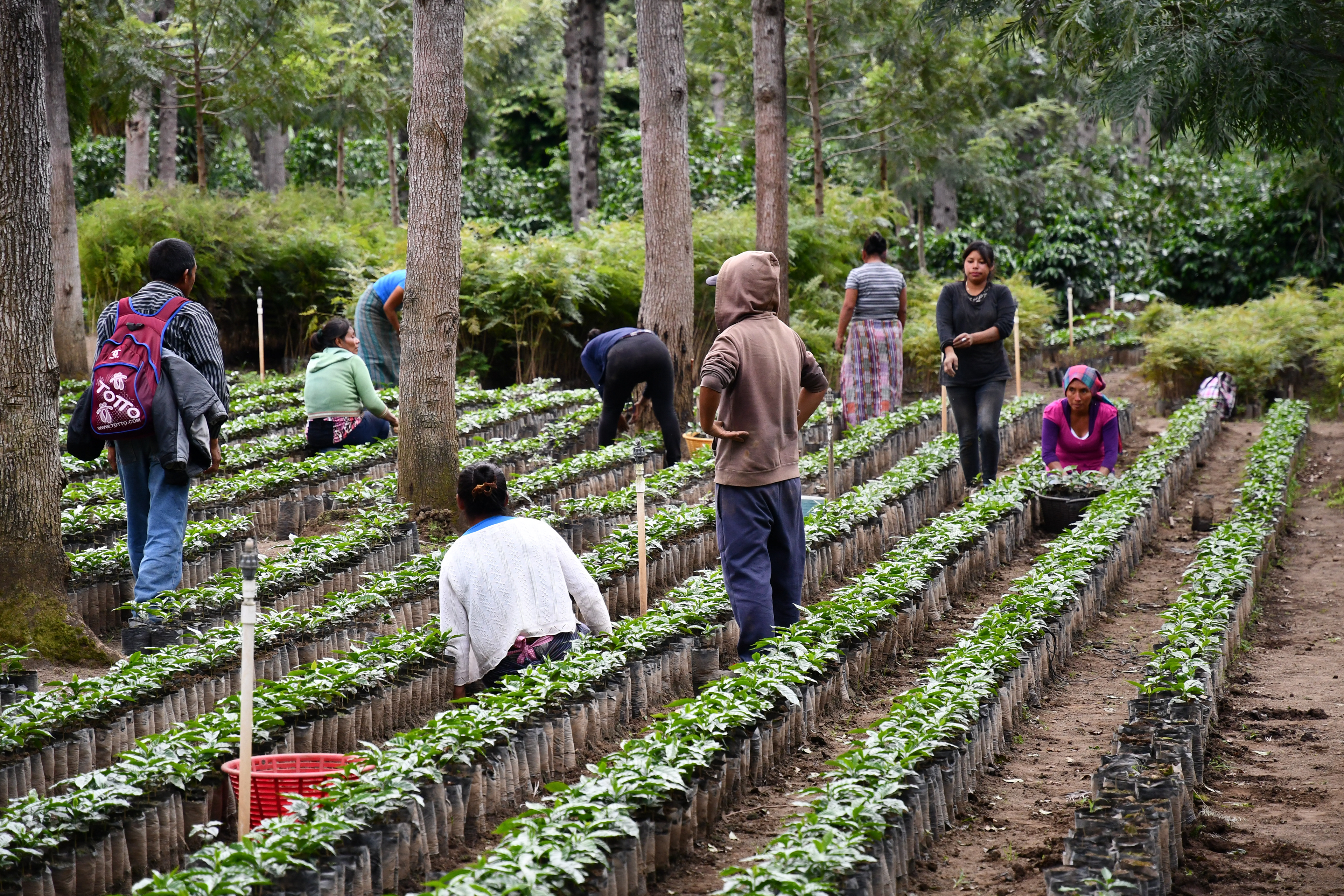 Coffee Plantation Guatemala