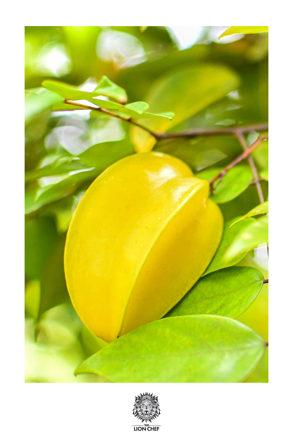 A close-up image of a ripe, golden-yellow starfruit hanging from a tree branch, surrounded by lush green leaves. The star-shaped ridges of the fruit are clearly visible, showcasing its unique form and fresh, tropical appeal in its natural environment.