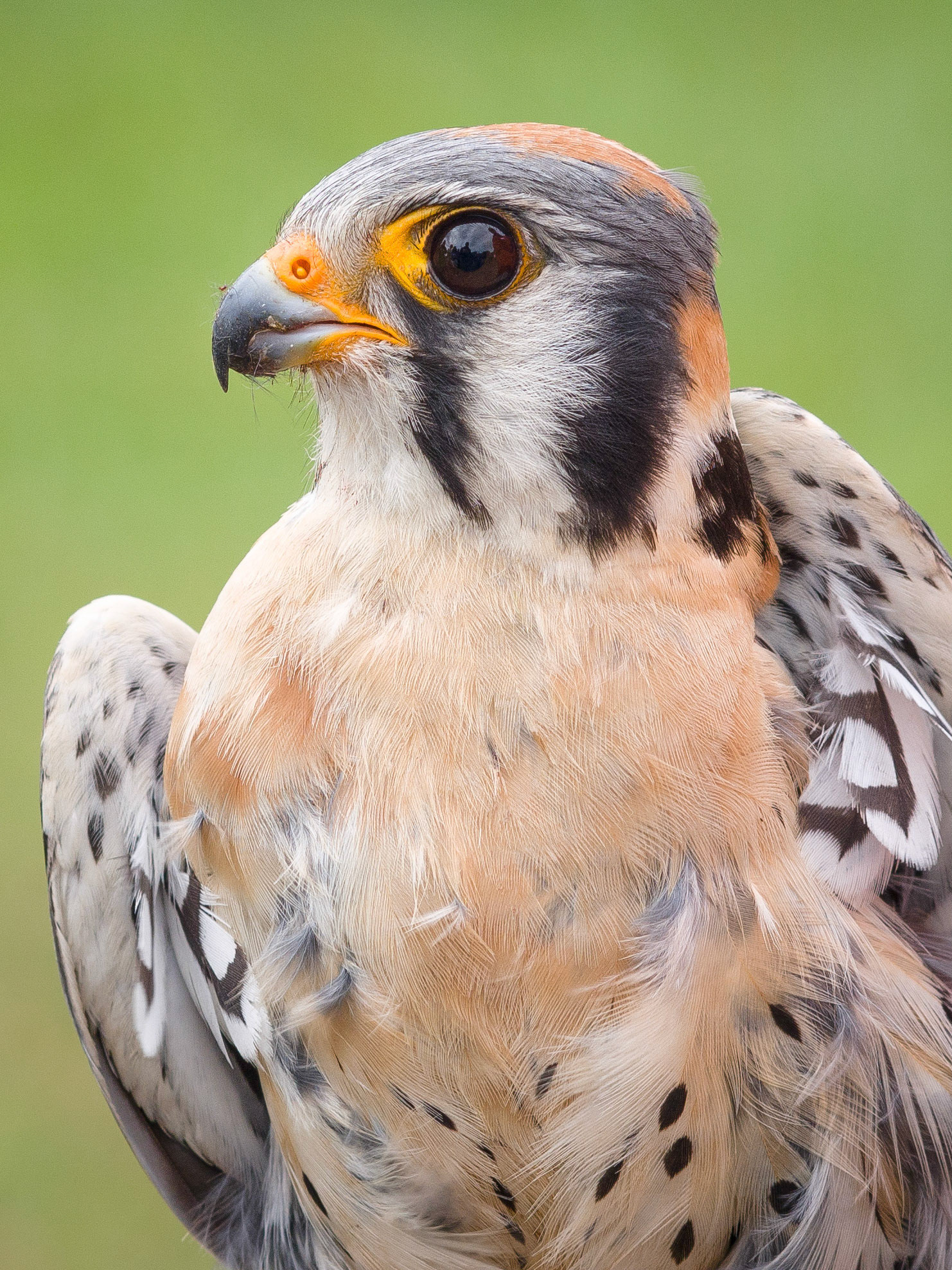 Kestrel of Central Wisconsin