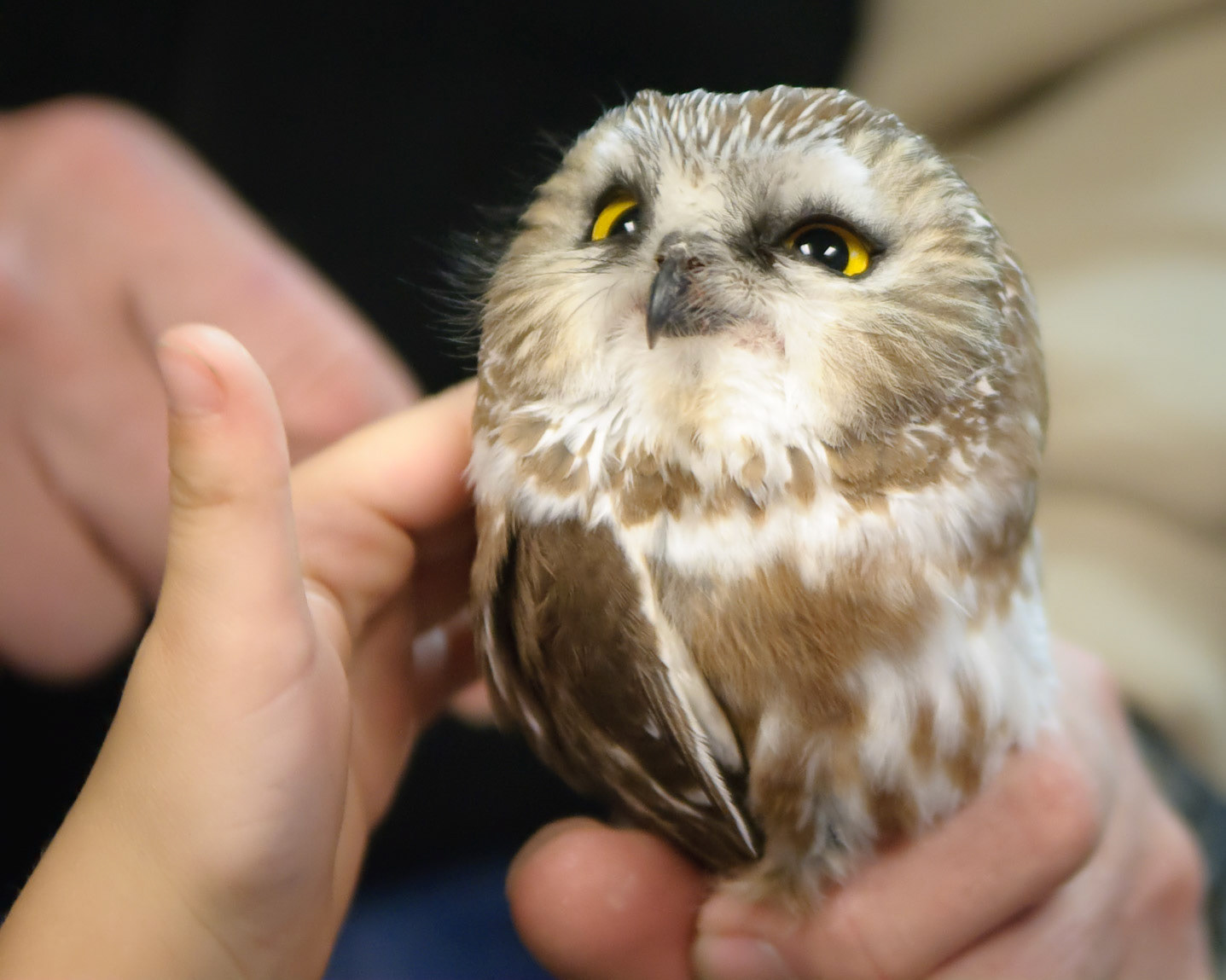 Saw-whet owl