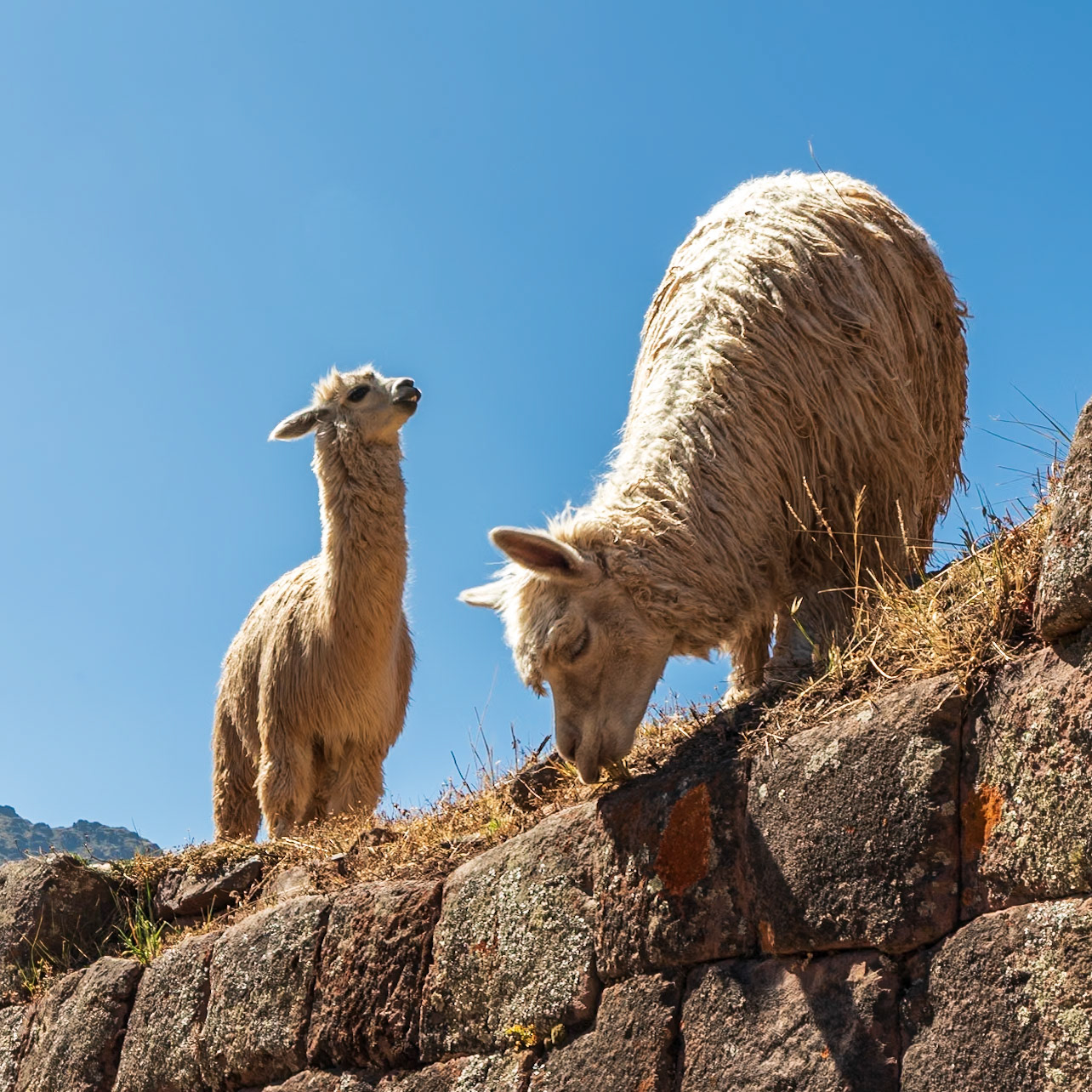 Llamas of Pisac