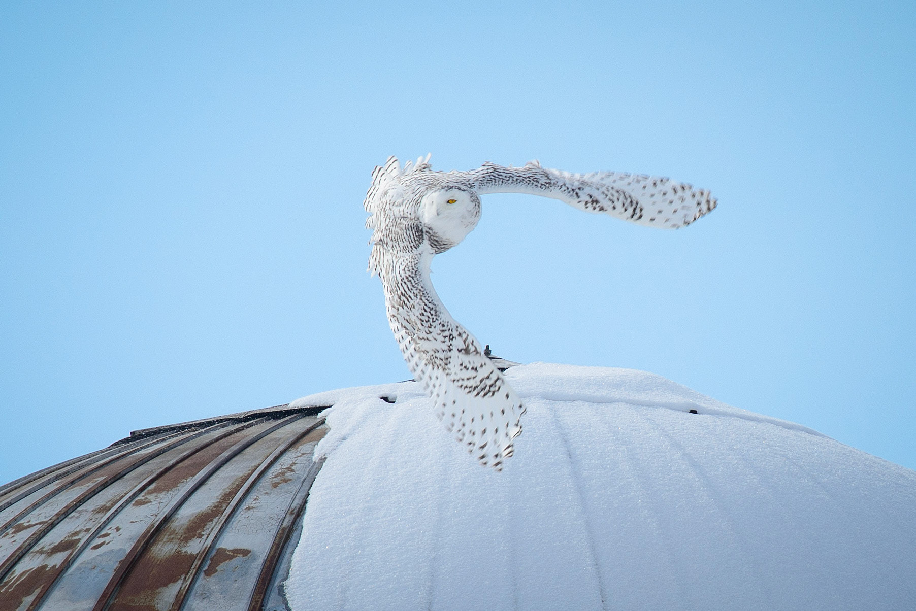 Snowy owl