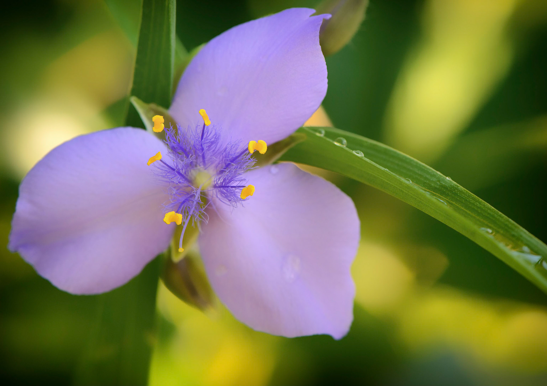 Spiderwort