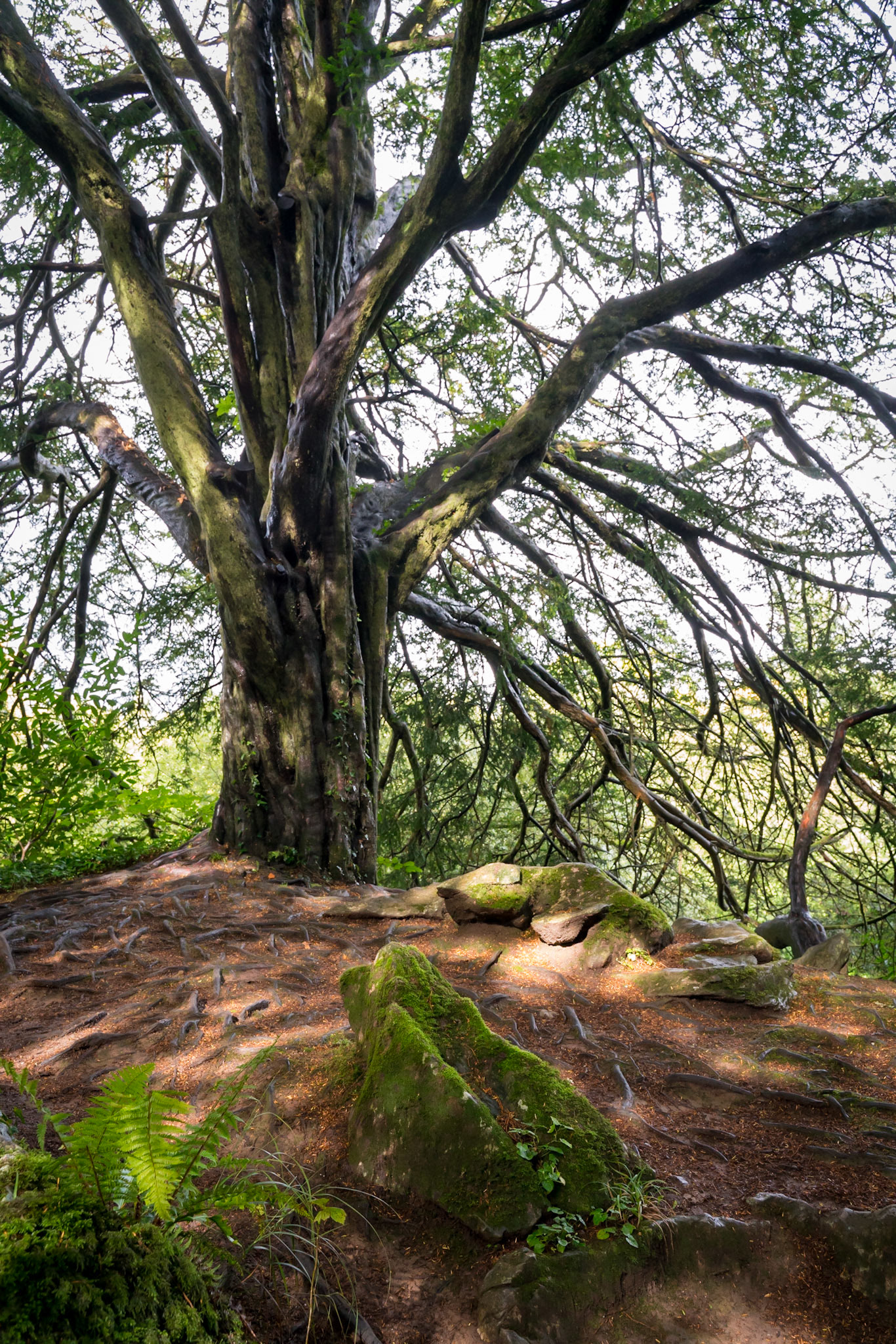 Witch's Yew, Blarney