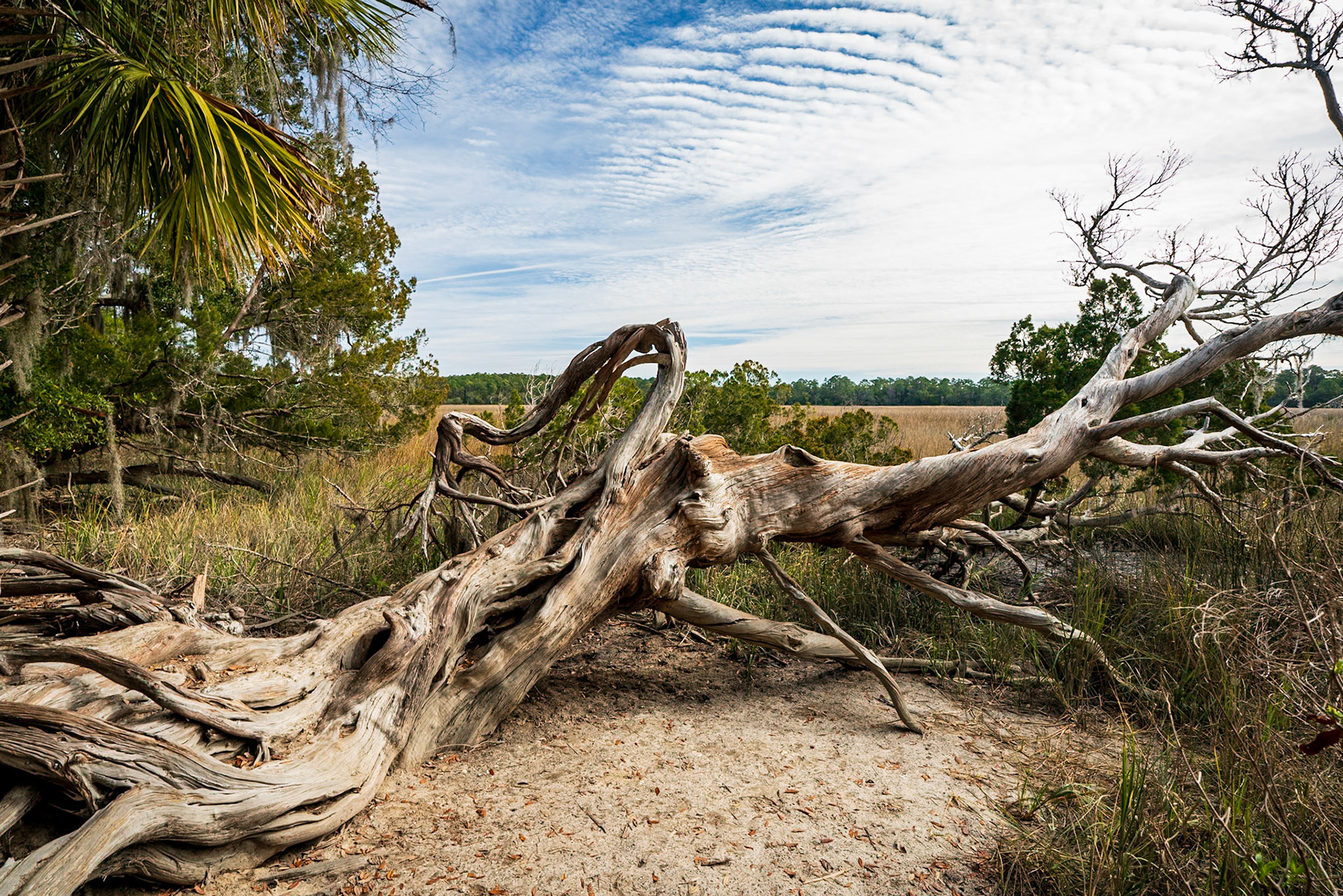 Fallen cedar, Winsloe Historic Site