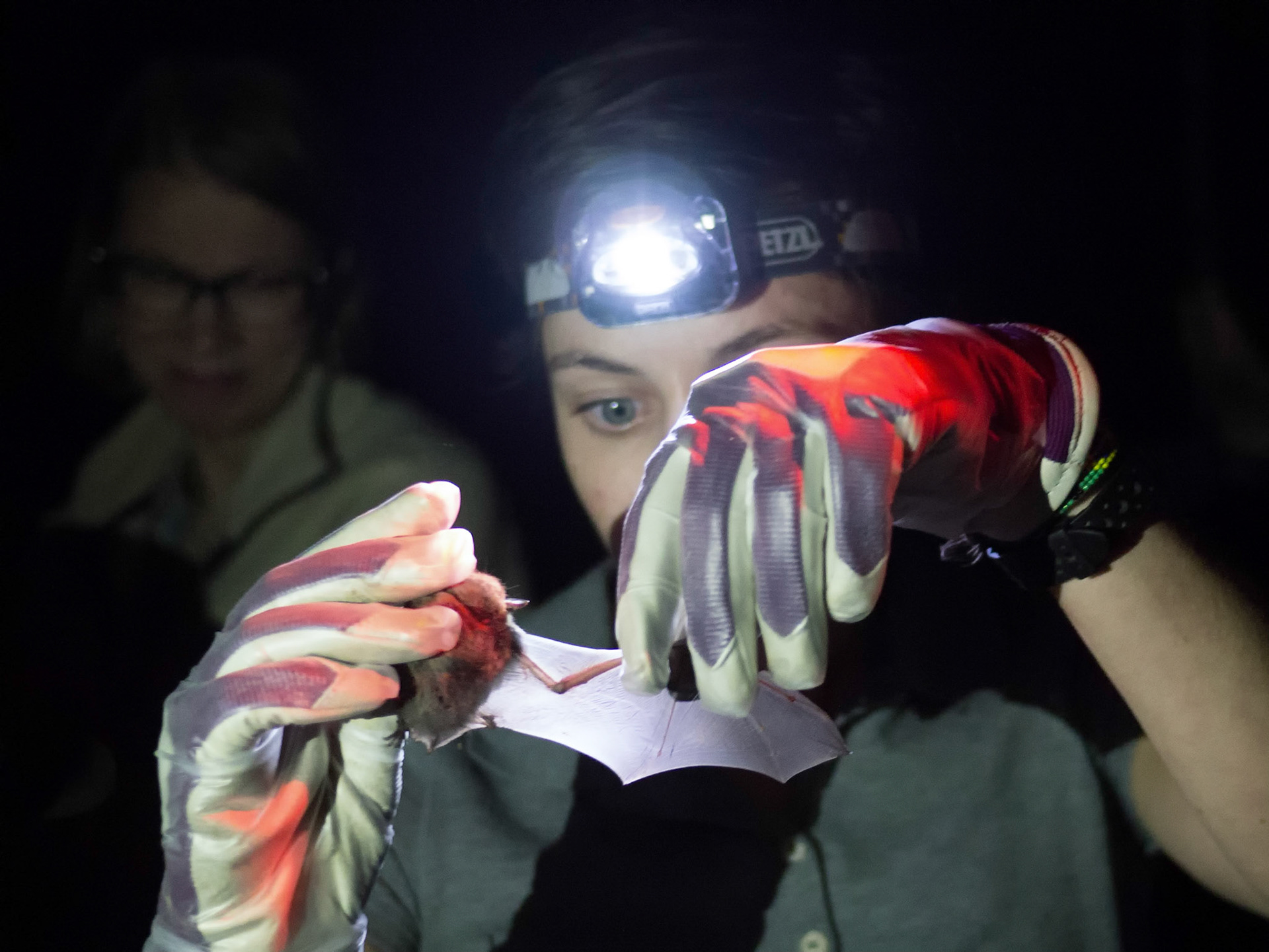 Bats of Horicon Marsh