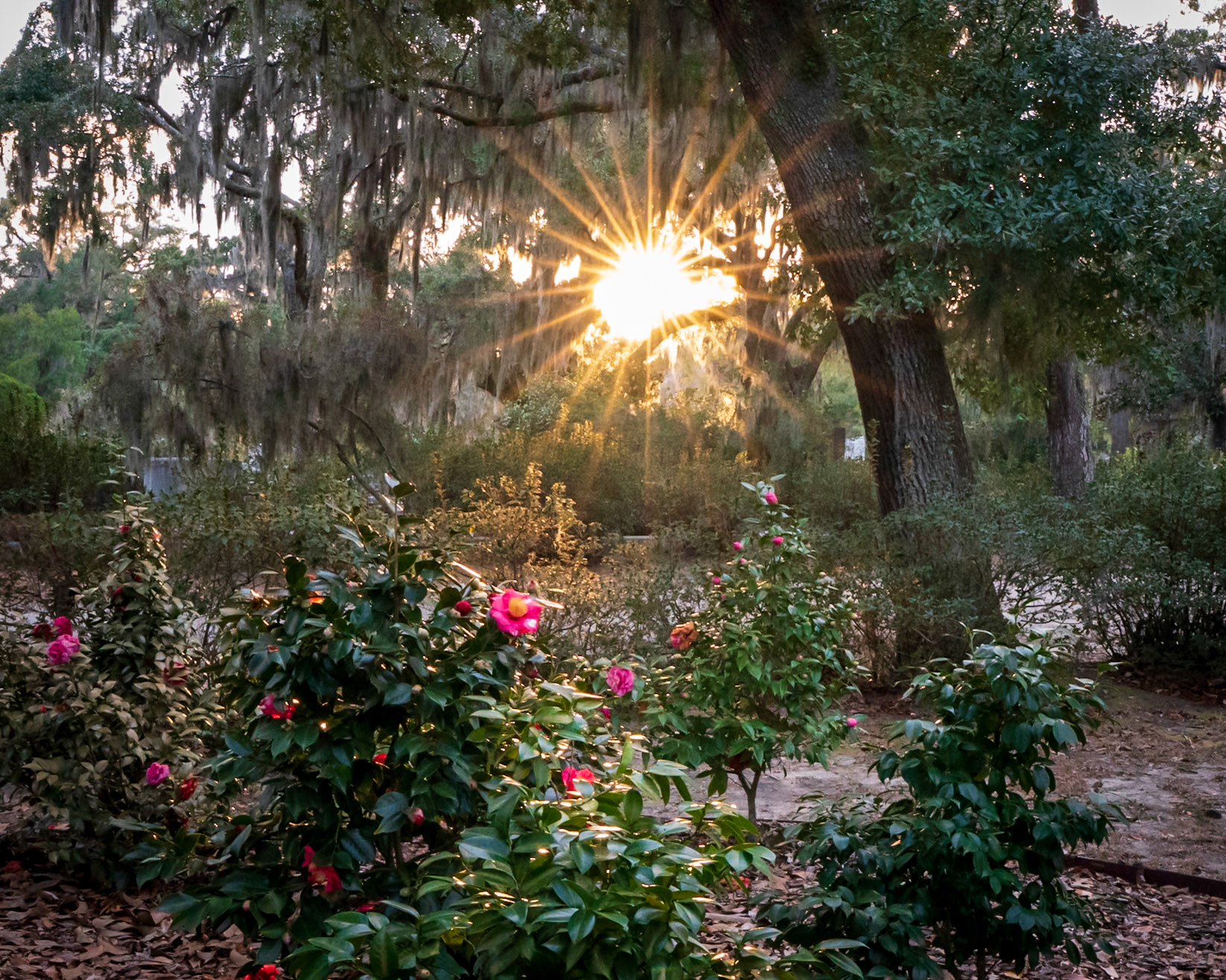Bonaventure Cemetery, Savannah
