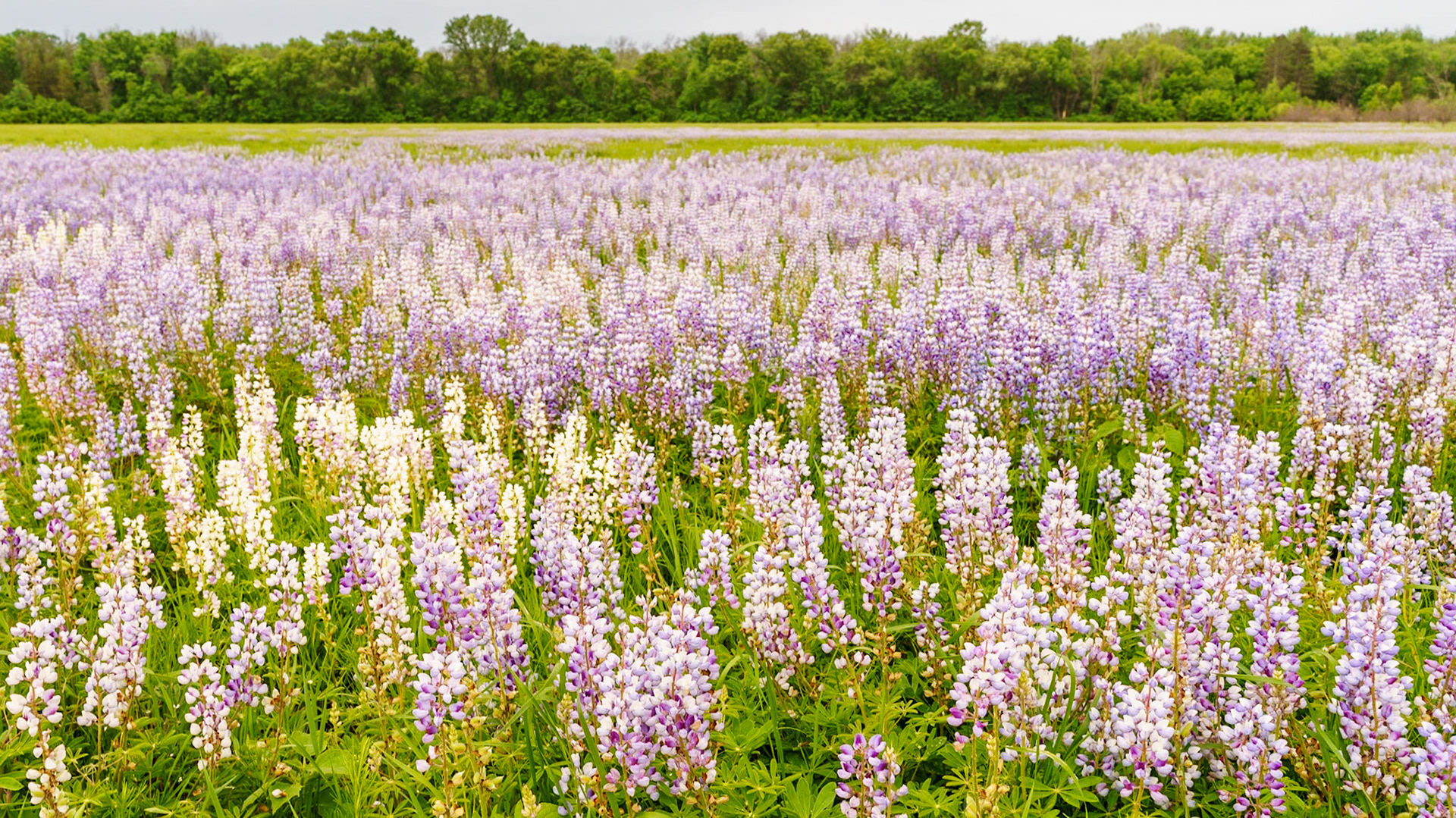 Lupine near Spring Green