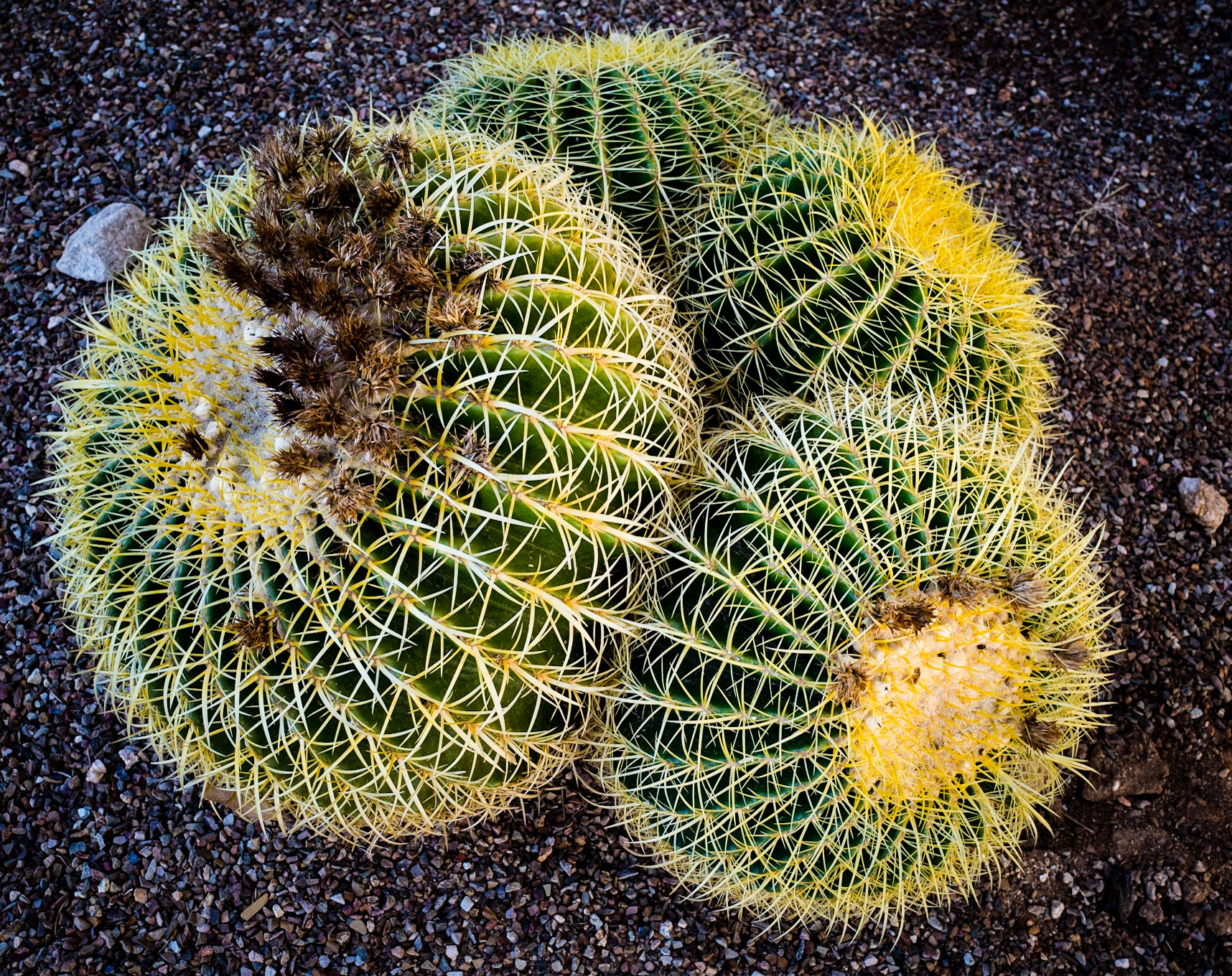 Fish hook barrel cactus