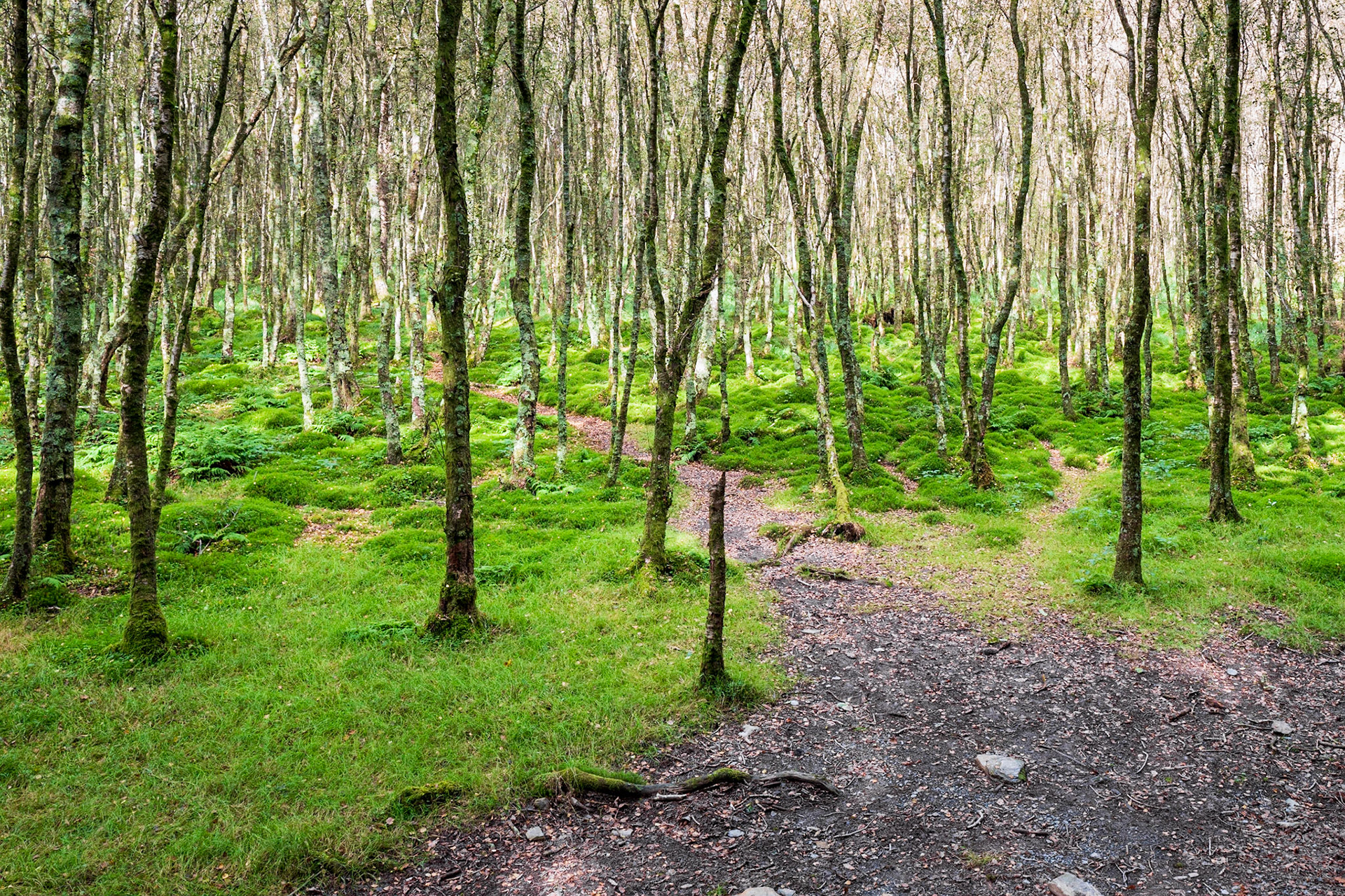 Glendalough, between the lakes