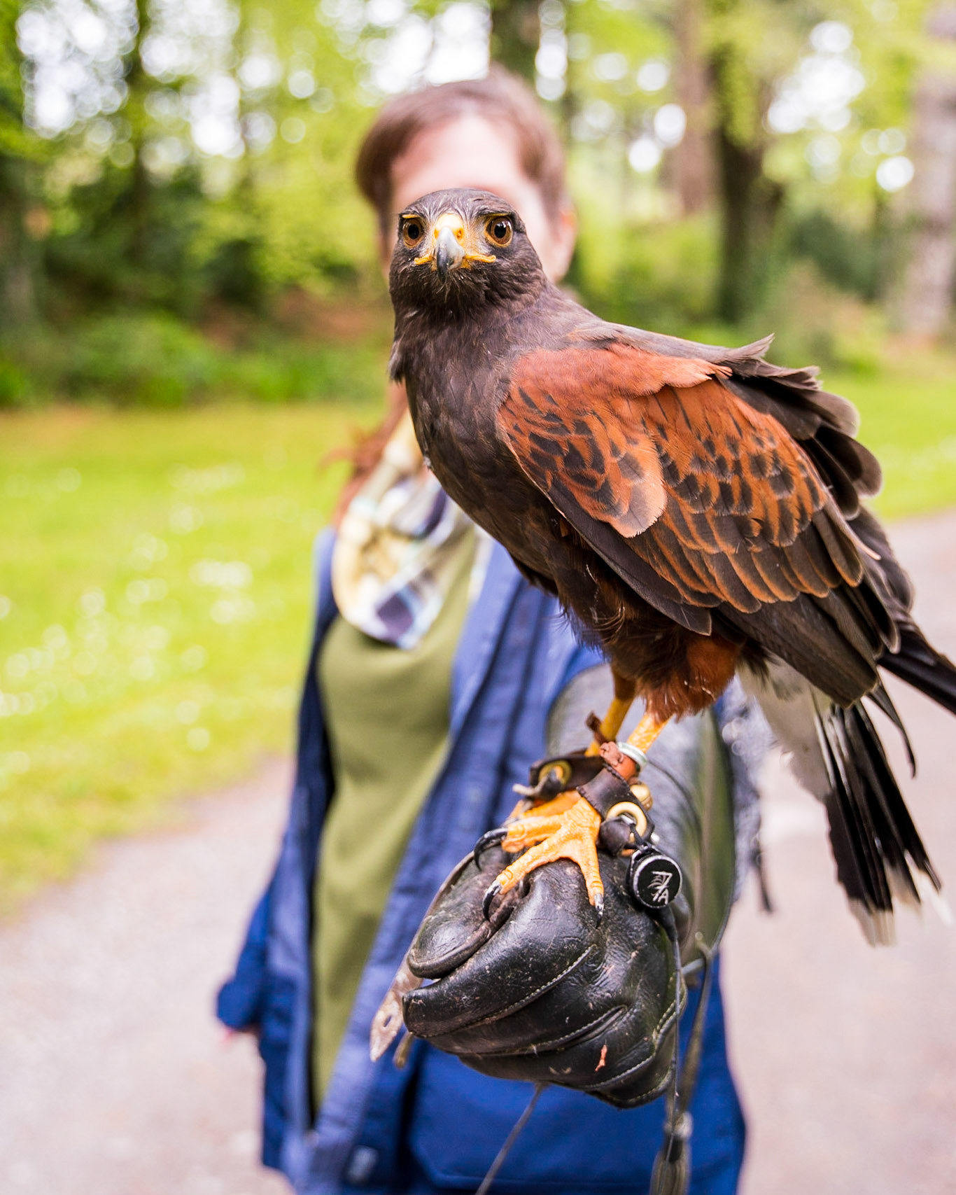 Ireland School of Falconry, County Mayo