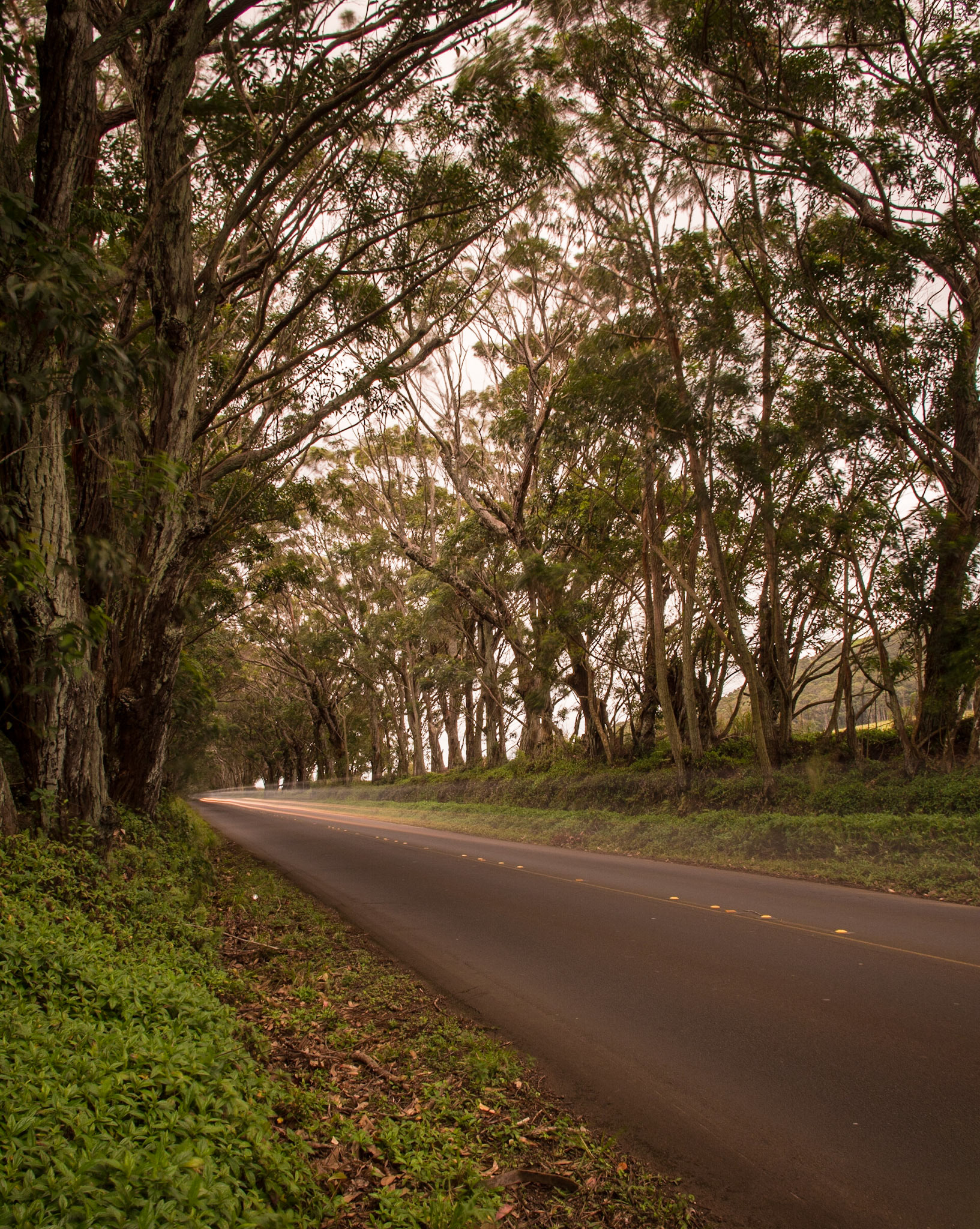 Eucalyptus tunnel, Kauai