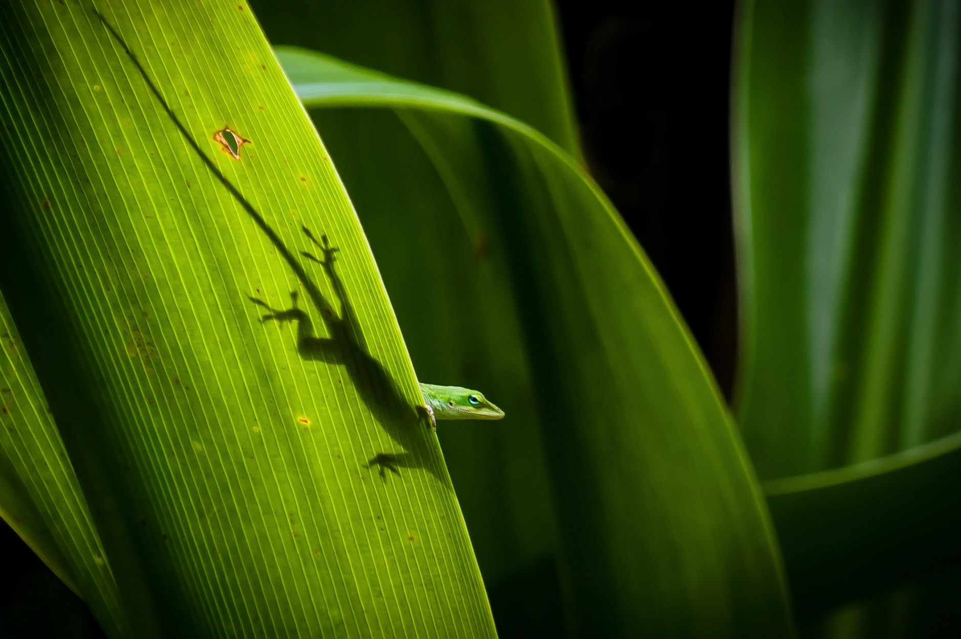 Lizard &amp; silhouette at Allerton Garden