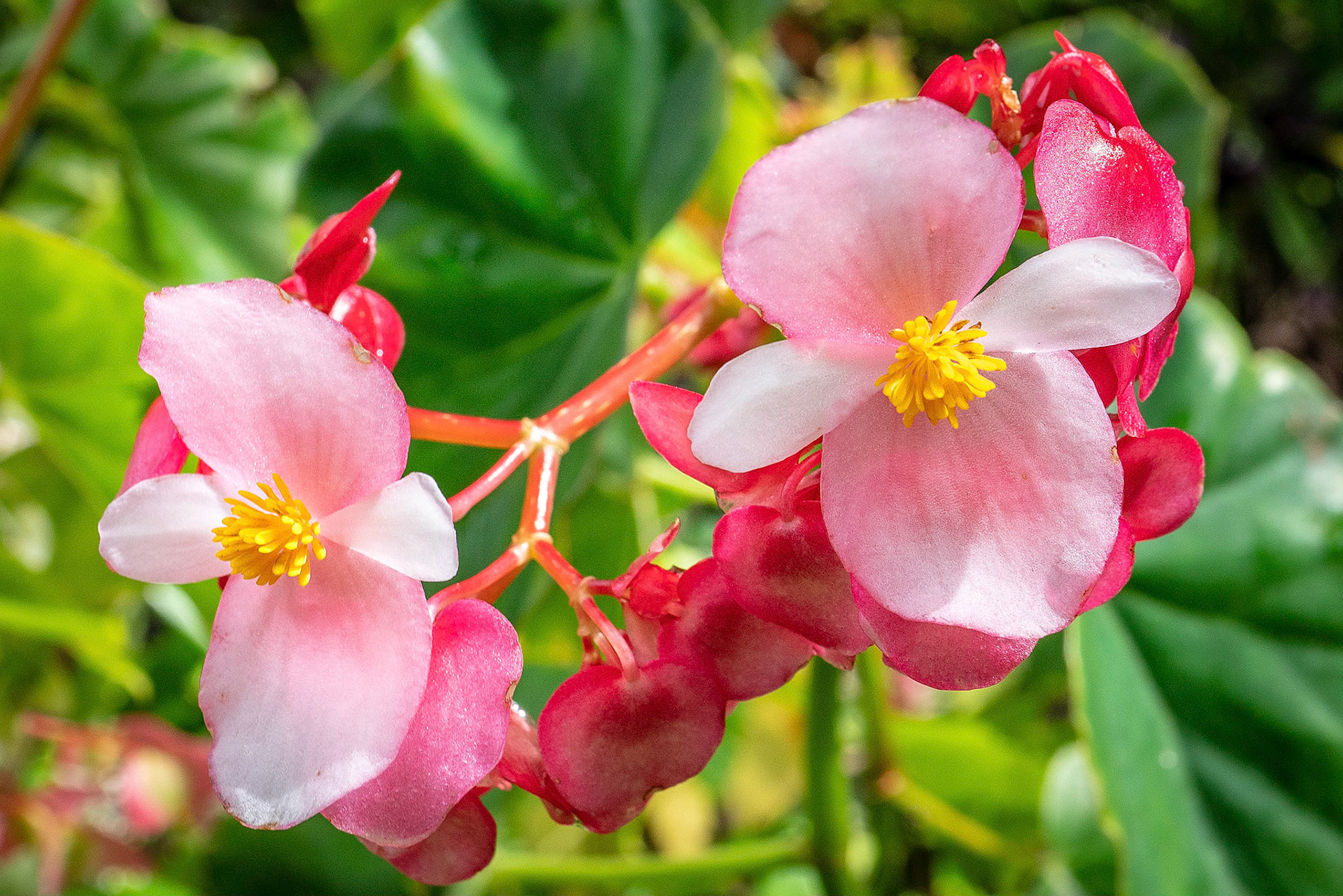 Wahiawa Botanical Garden, Oahu