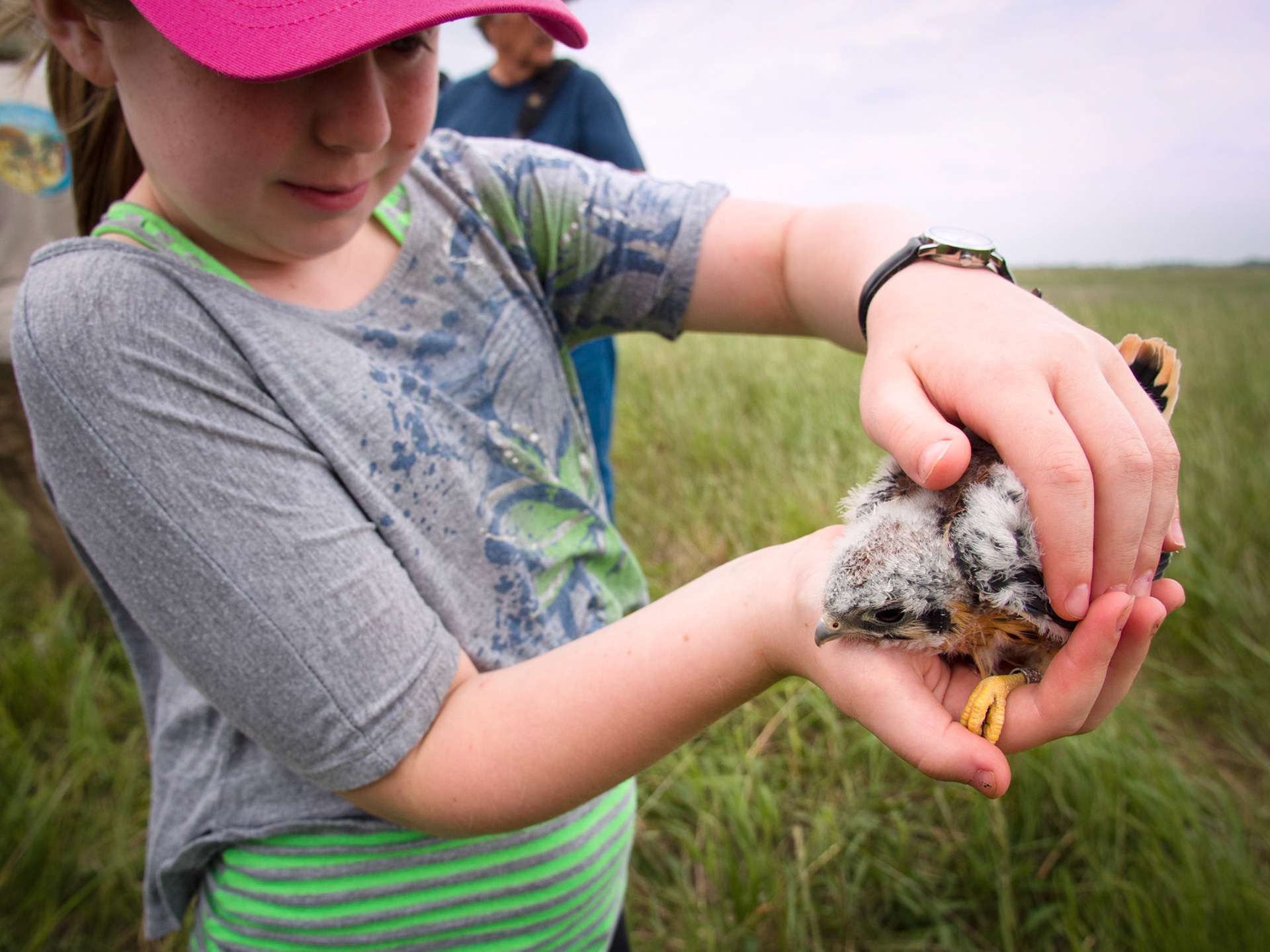 Kestrel in hand