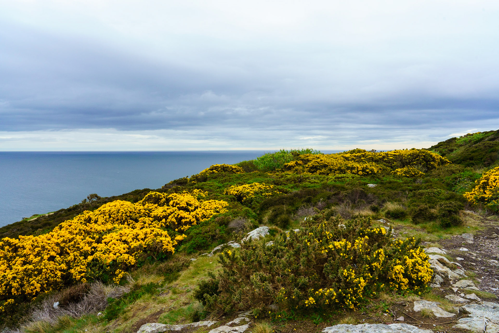 Irish Sea &amp; furze, near Howth